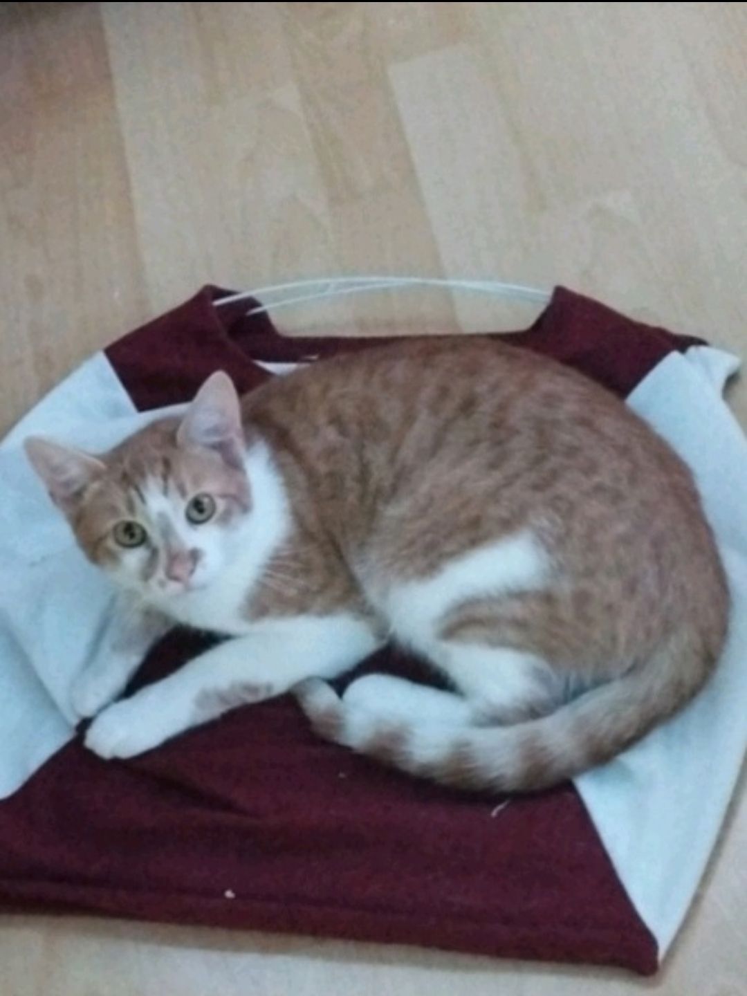 Speedy - Kirchgasse, Kammern im Liesingtal