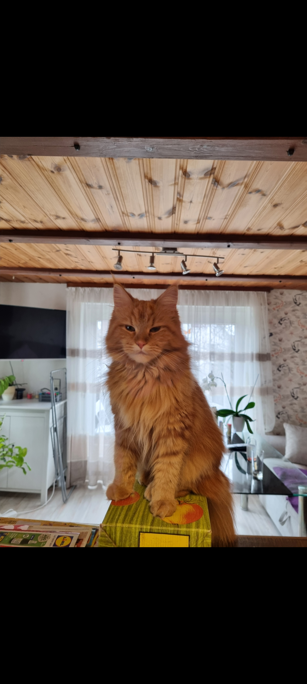 Kiki - Aulendorfer Straße, Bad Schussenried