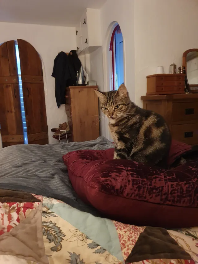 Rosie - Frensham Road, Farnham