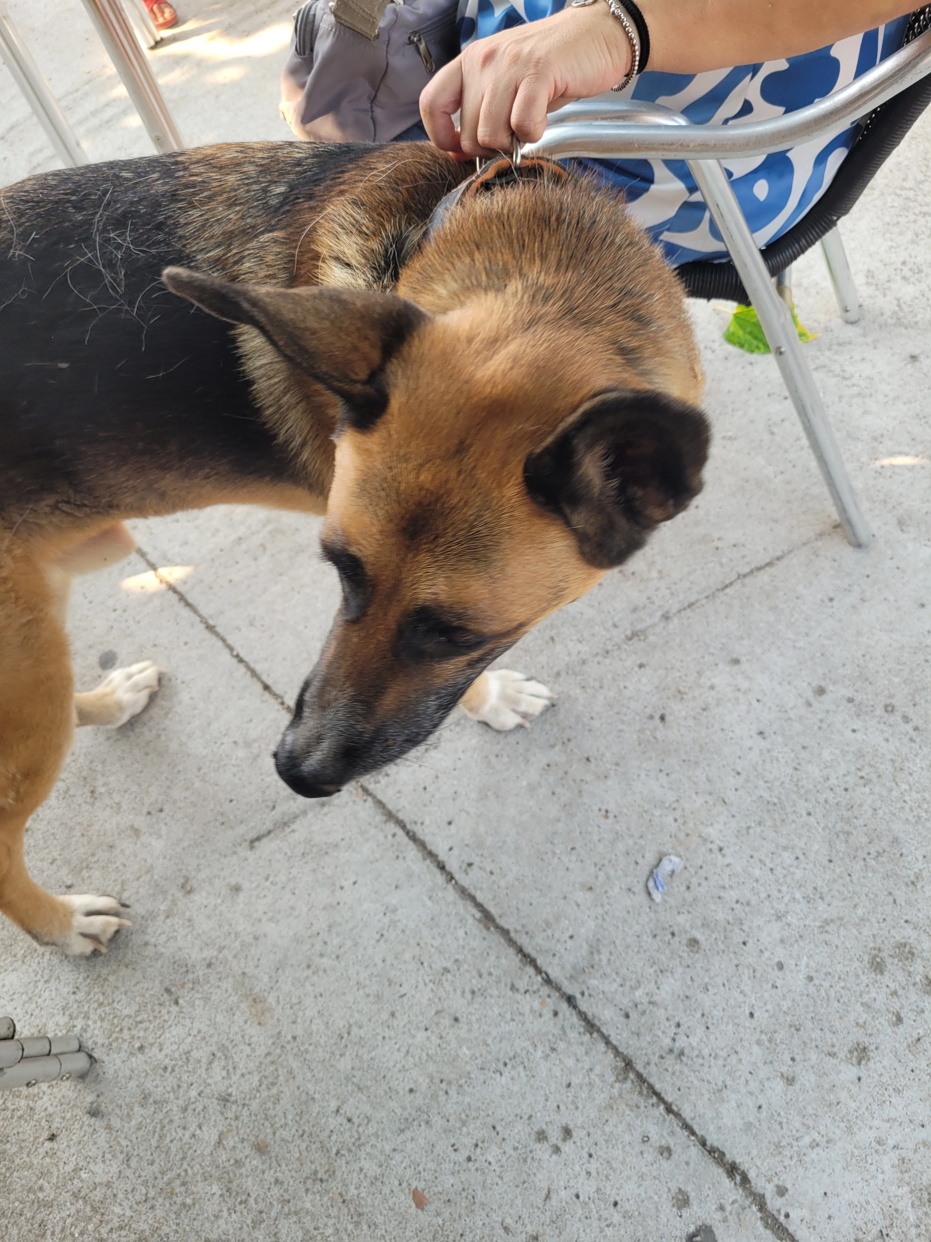 He encontrado un pastor aleman  - Calle de Pedro 'el Grande', Aiguamúrcia