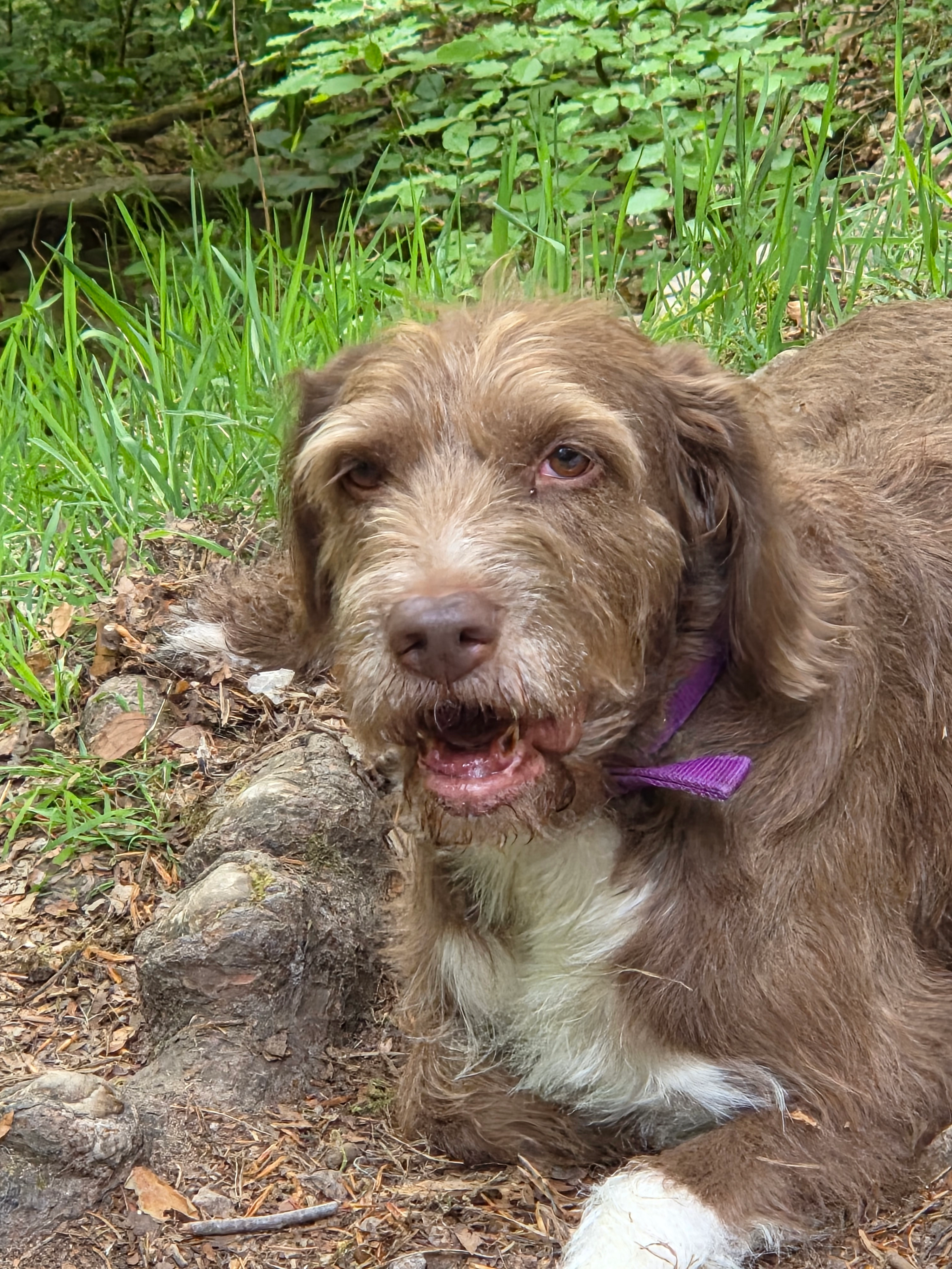 Juliet - Boulevard de la Boissière, Rosny-sous-Bois