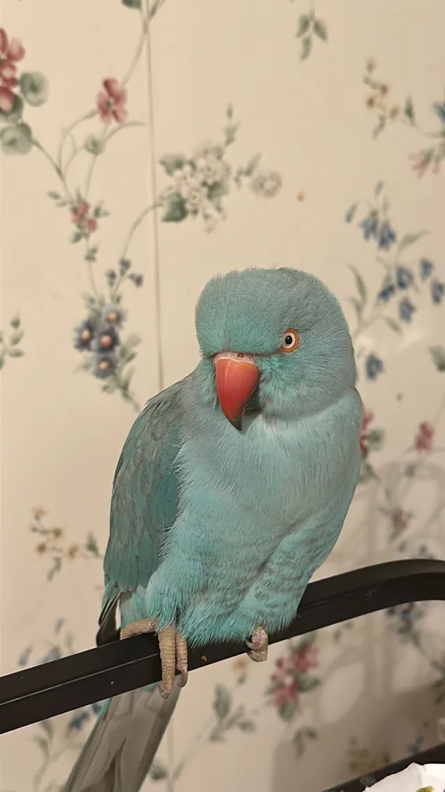 Indian black ring parrot  - 149 Fifty Acre Rd S, Smithtown