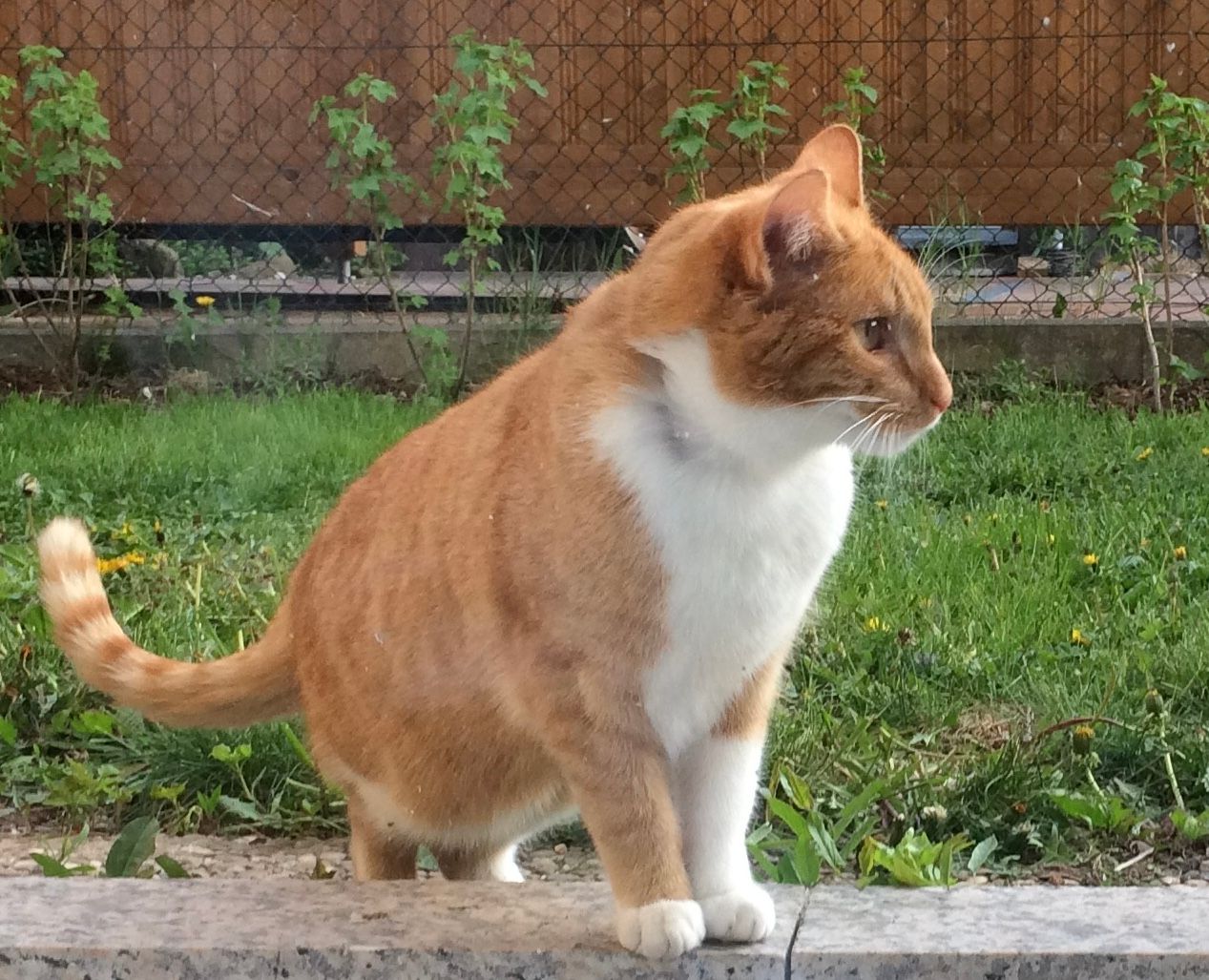 Wall-E - Falkenauer Straße, Schwandorf