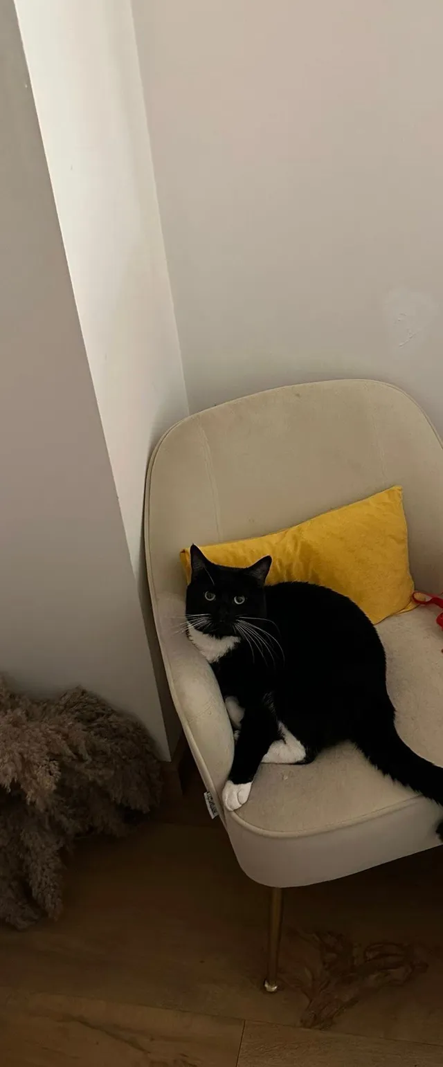 Oreo - MK7 8, Milton Keynes