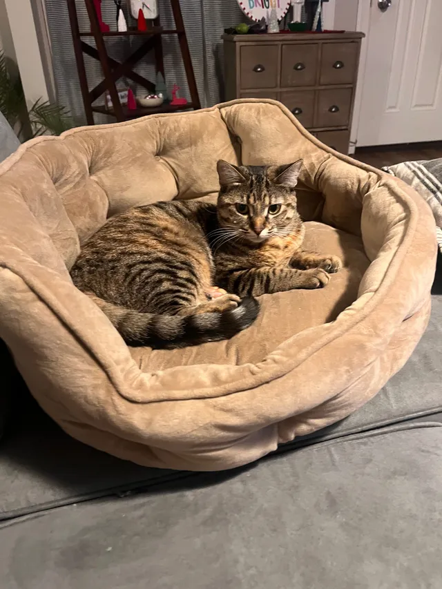 Cleo - 115th Avenue, Mokena