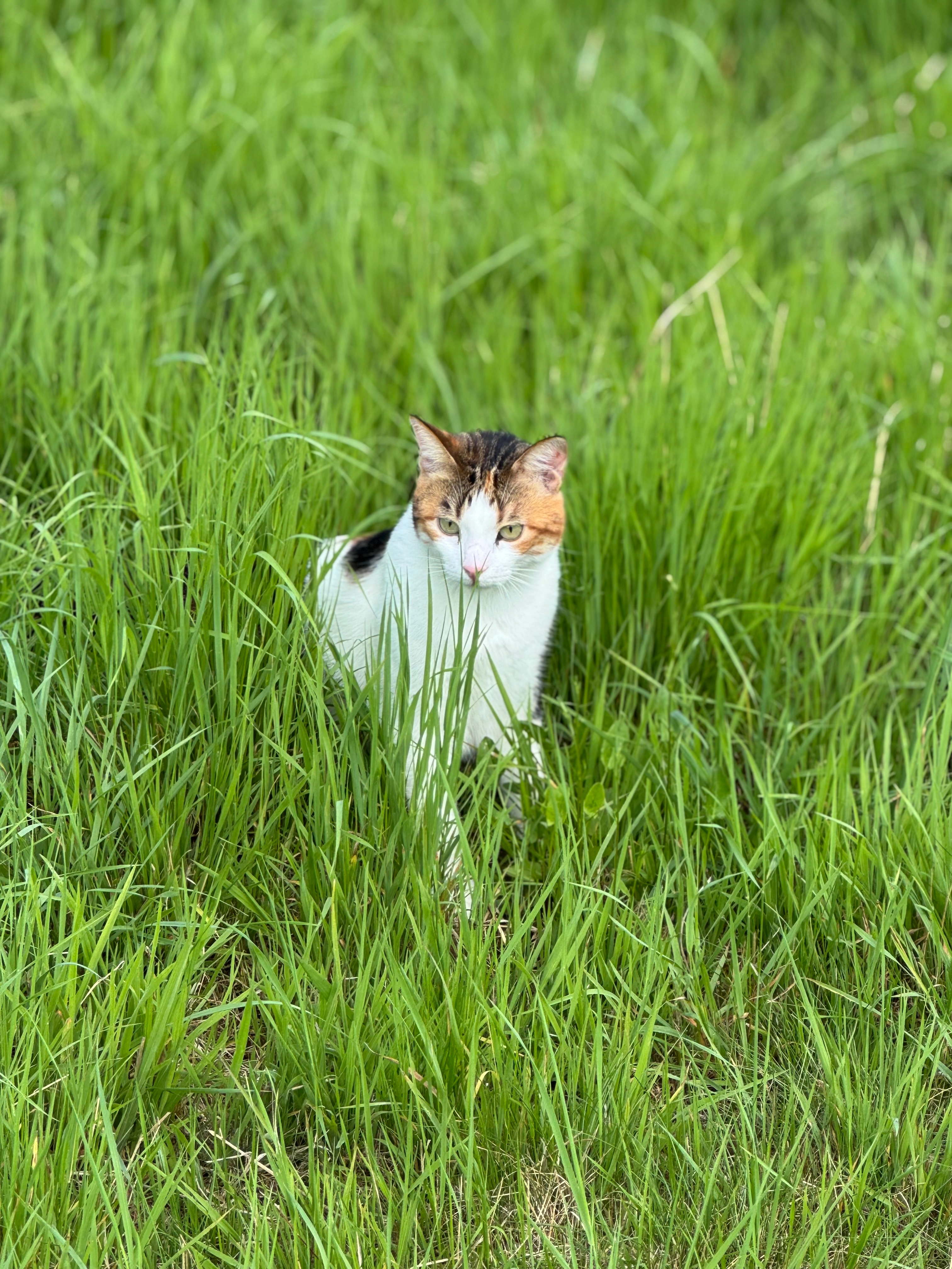 Elsa  - Hundhauser Berg, Windeck