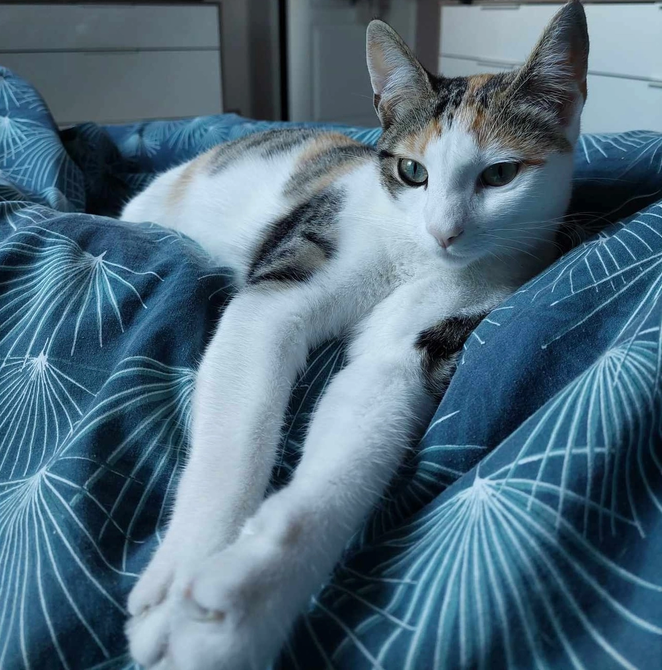 Uma - Rue des Randonnées, Évrecy