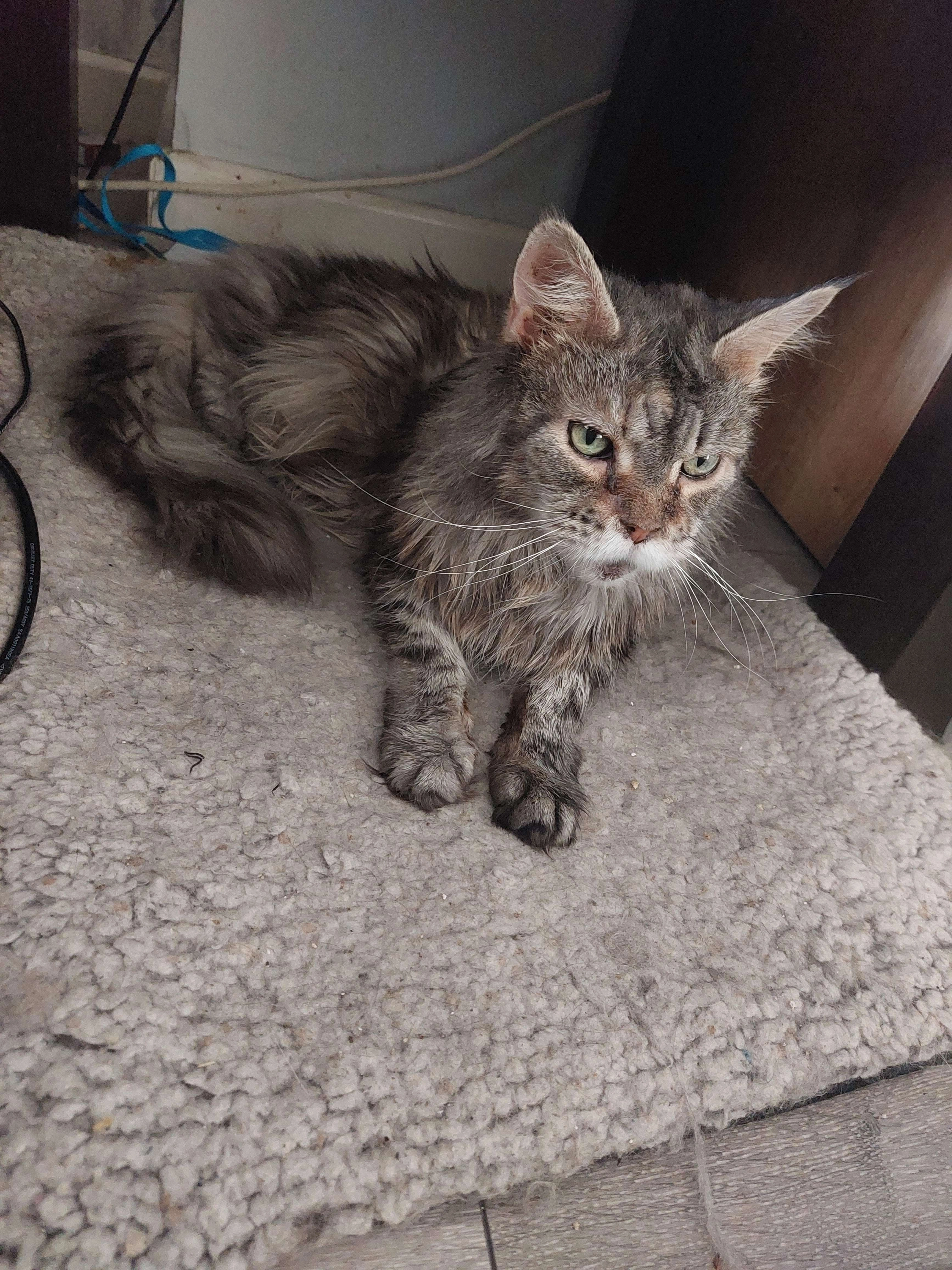 Sisi - Oxford Road/Wantage Road, Reading