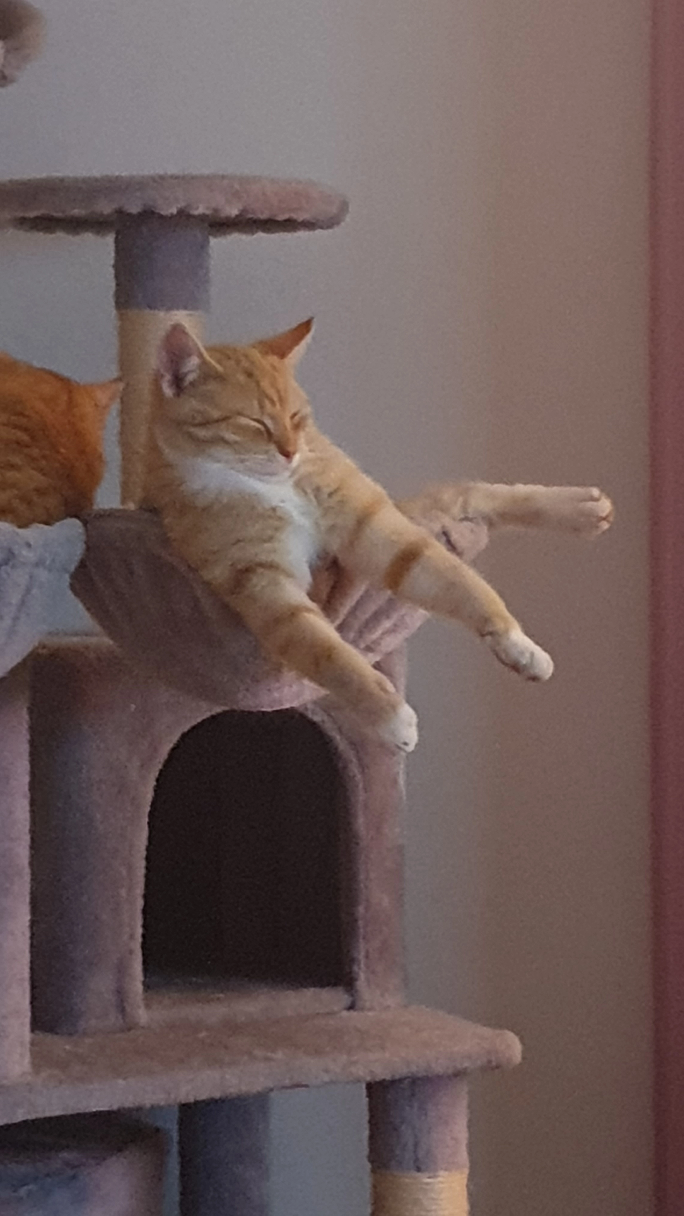 Bolle - Rühlermoor, Twist