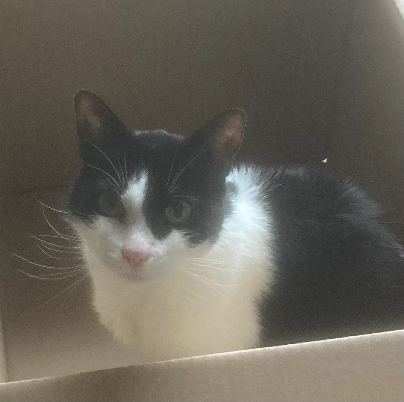 Peppi - Hauptstraße, Linden