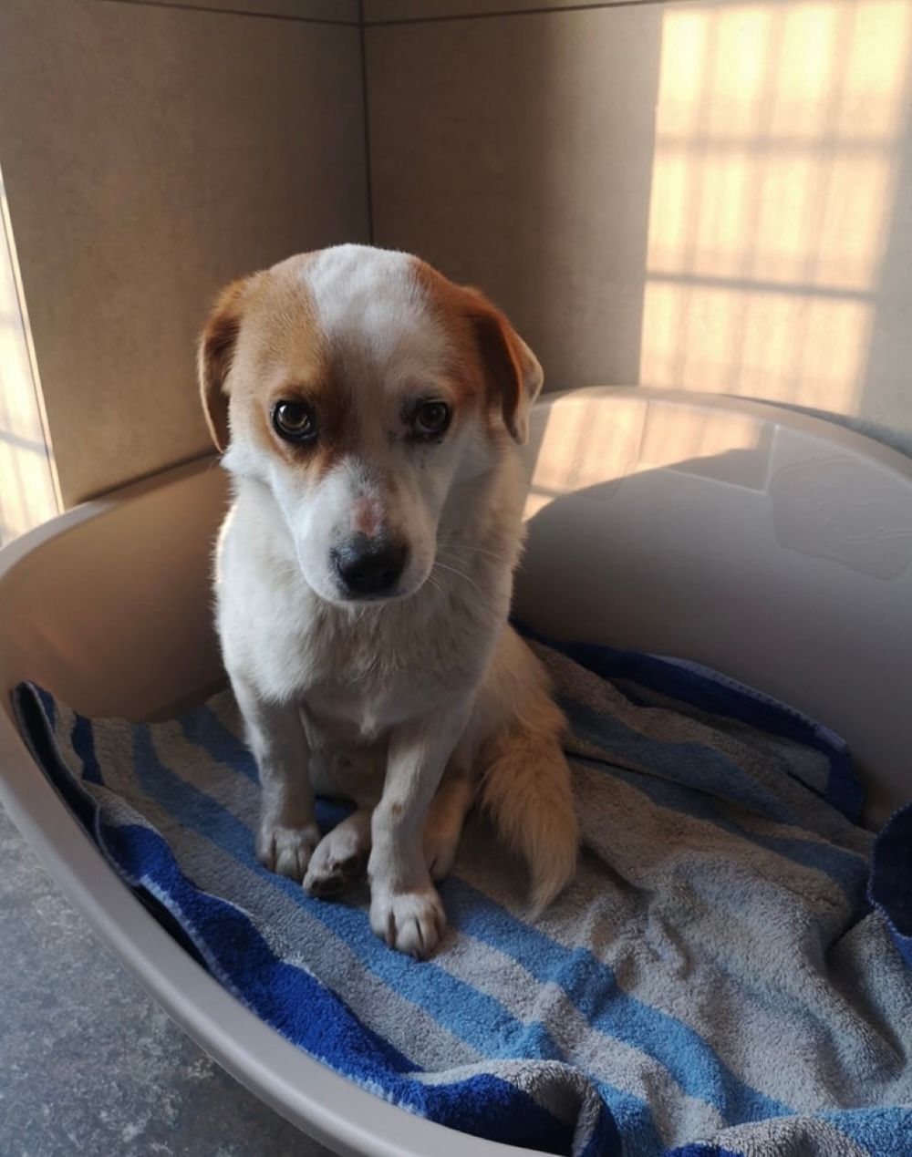 Pinky - Bajorų Kel., Vilnius