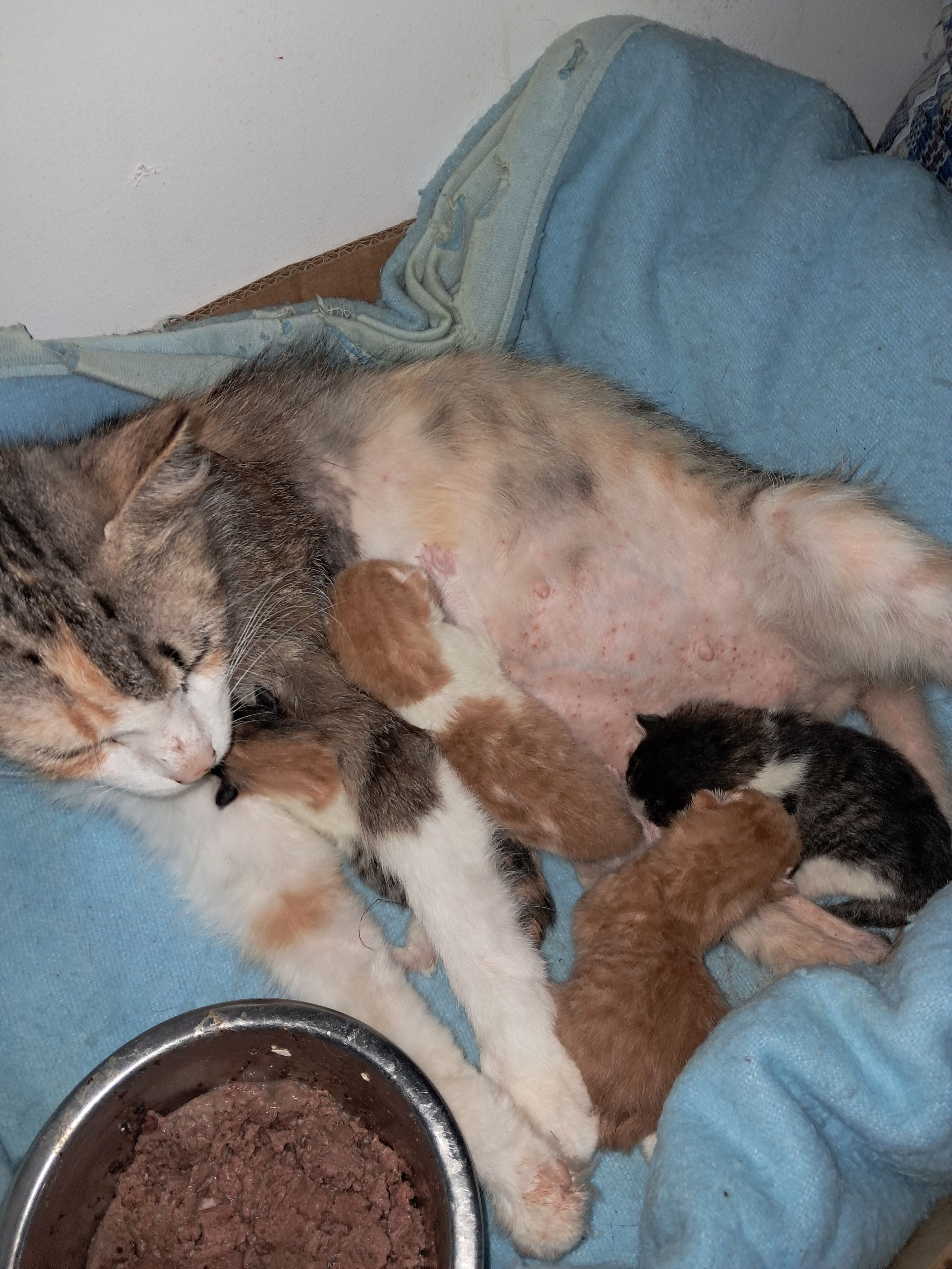 Fifille  - Badenlaan, Middelkerke