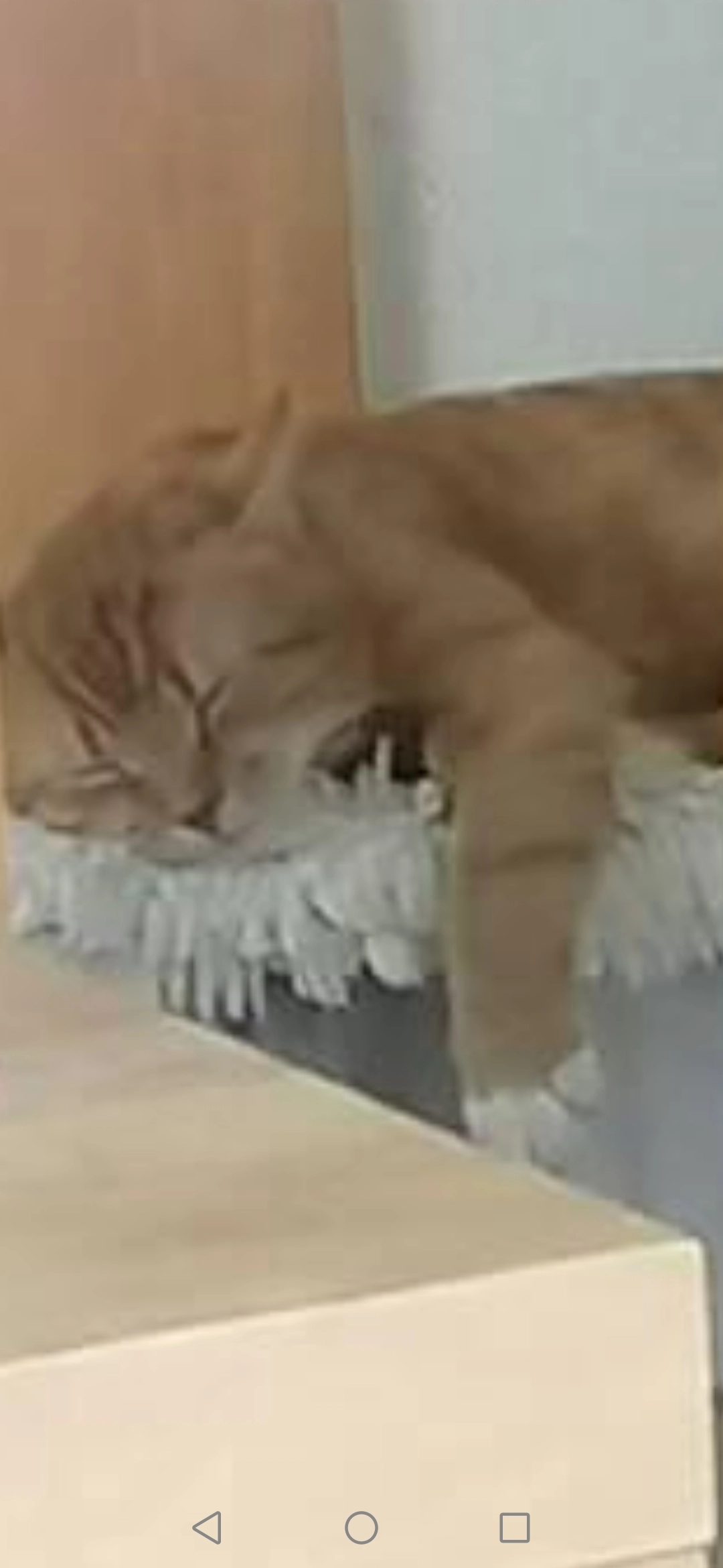 Gilbert Spitzname Honey - Hamelmannstraße, Oldenburg