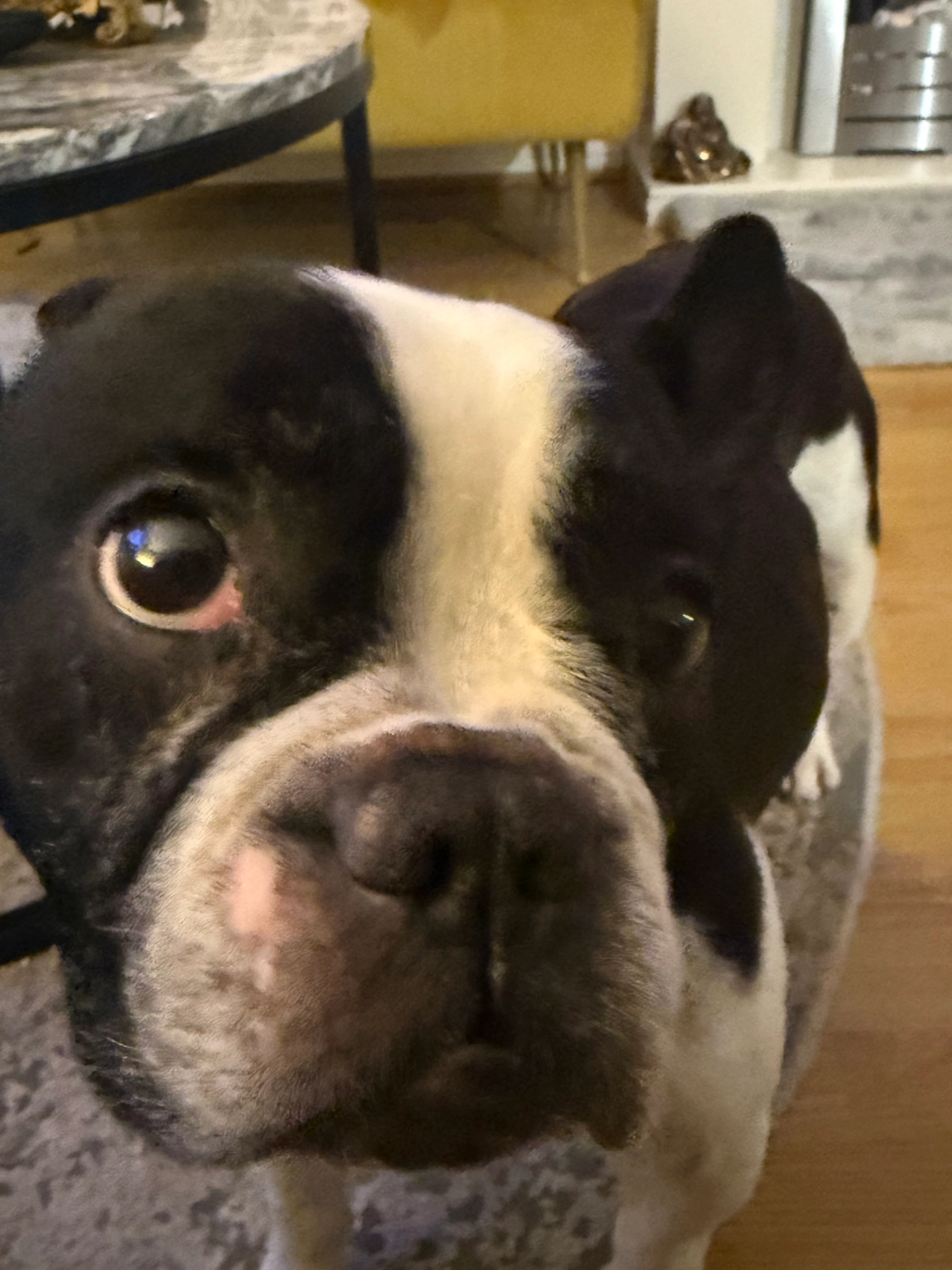 Rex - PO15 6, Fareham