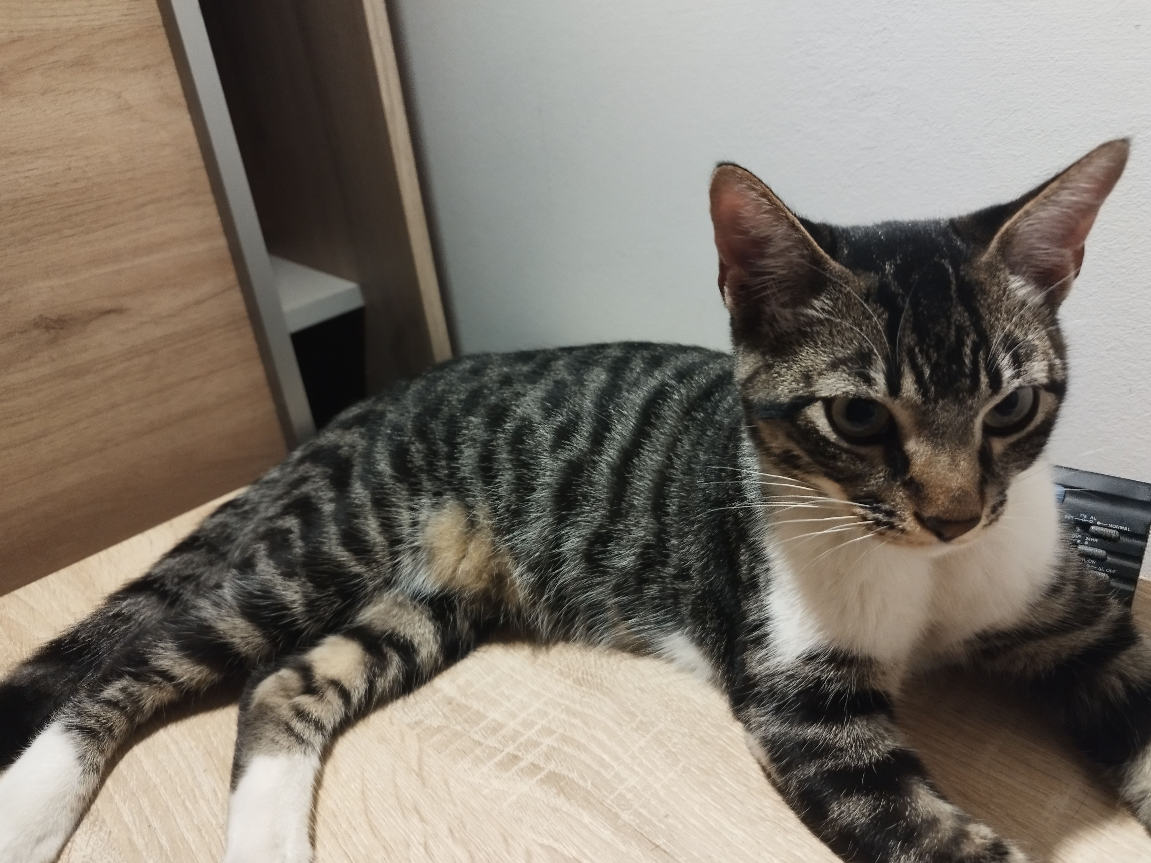 Nando - Avenida Medina Azahara, Córdoba