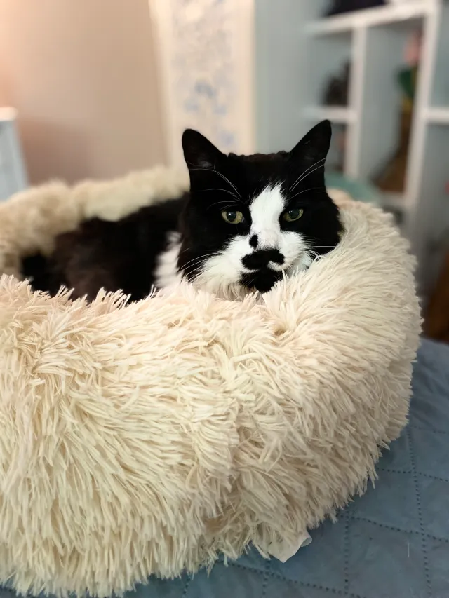 Boogsy  - 4065 Meade Ave, San Diego