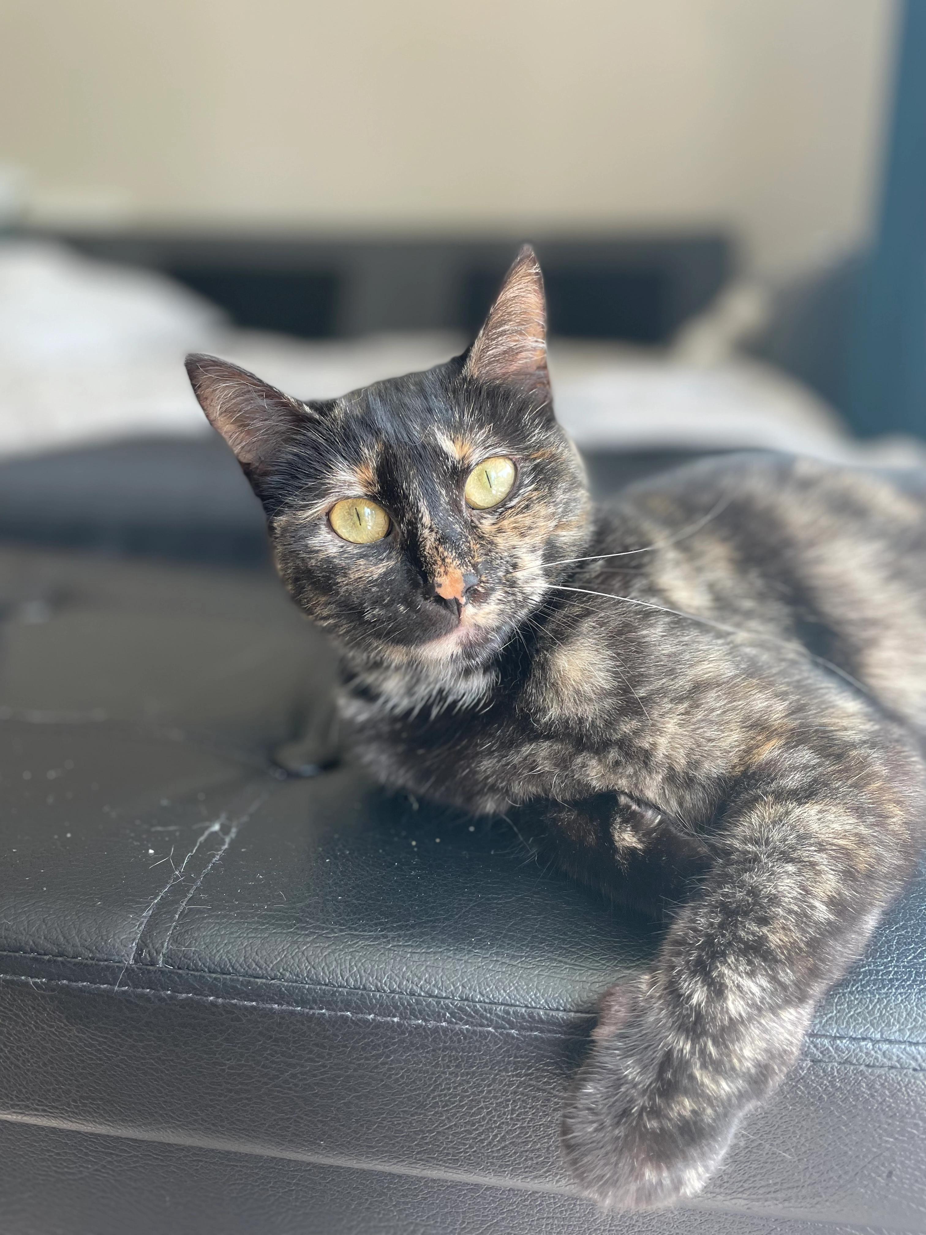 Wolf - 1 Rue du Petit Taillis, Thorigné-Fouillard