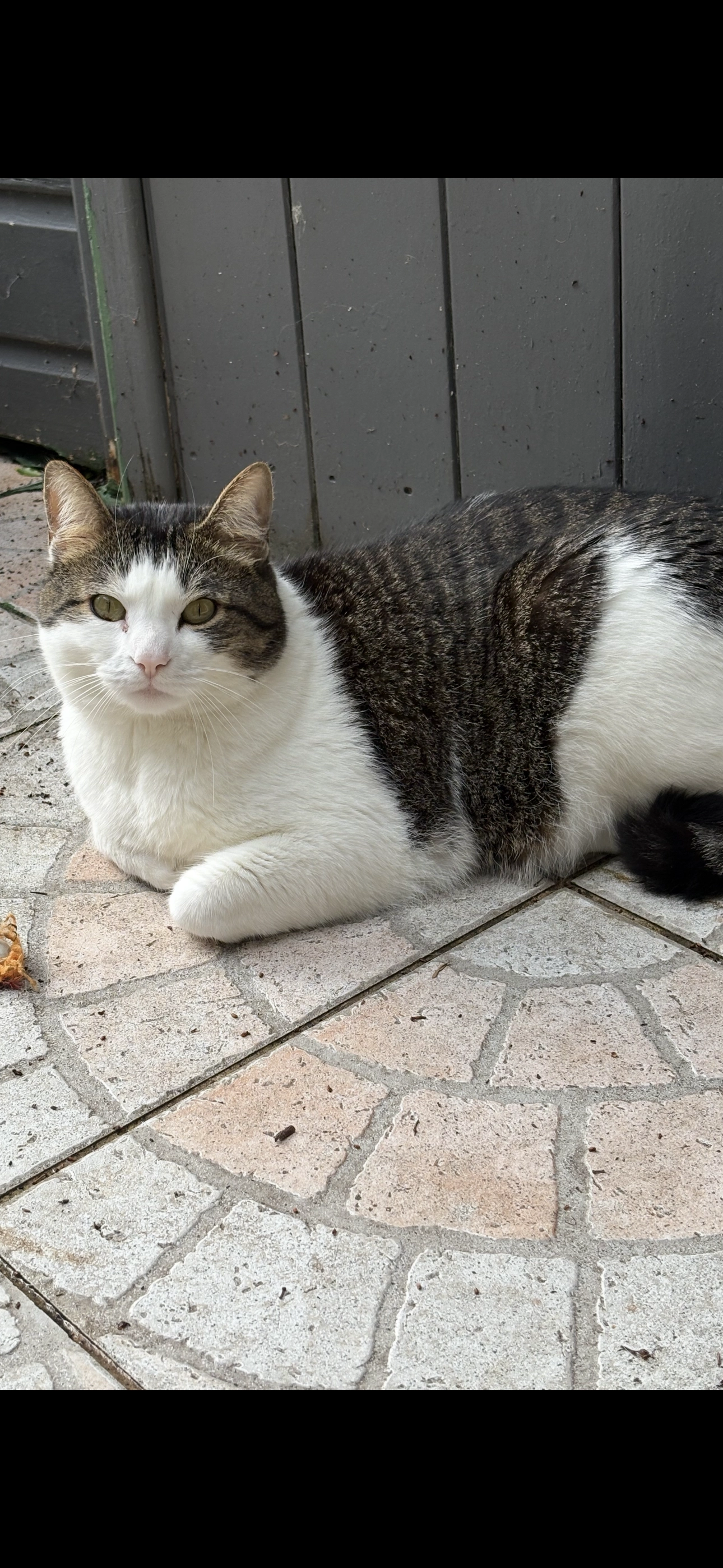 Loup - Rue de la Voûte, Puilboreau