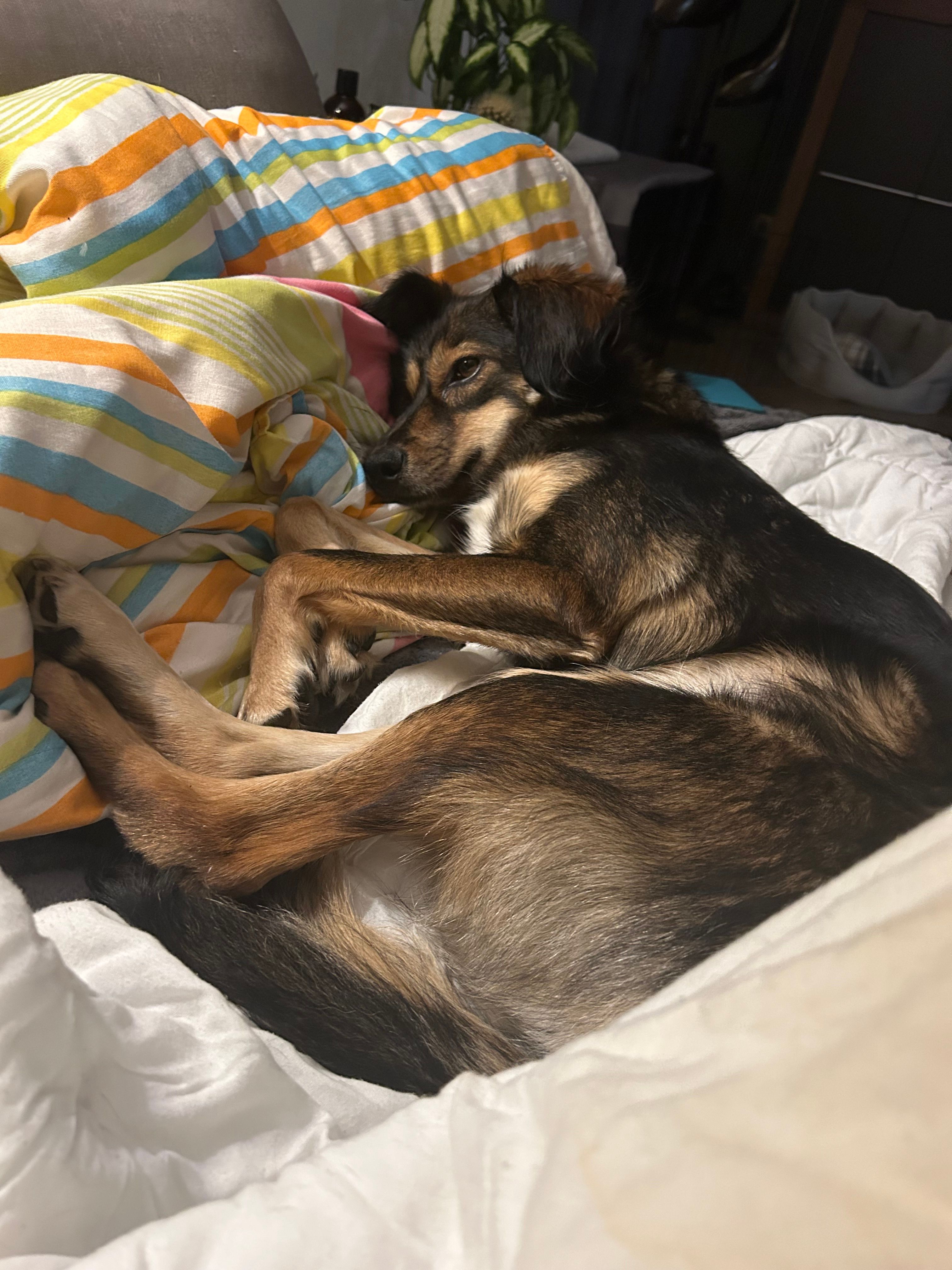 Luna - Pierebolruwe, Maastricht