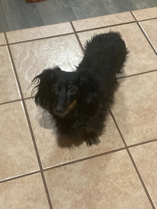 Lily - Santa Rosa Ave, Indio
