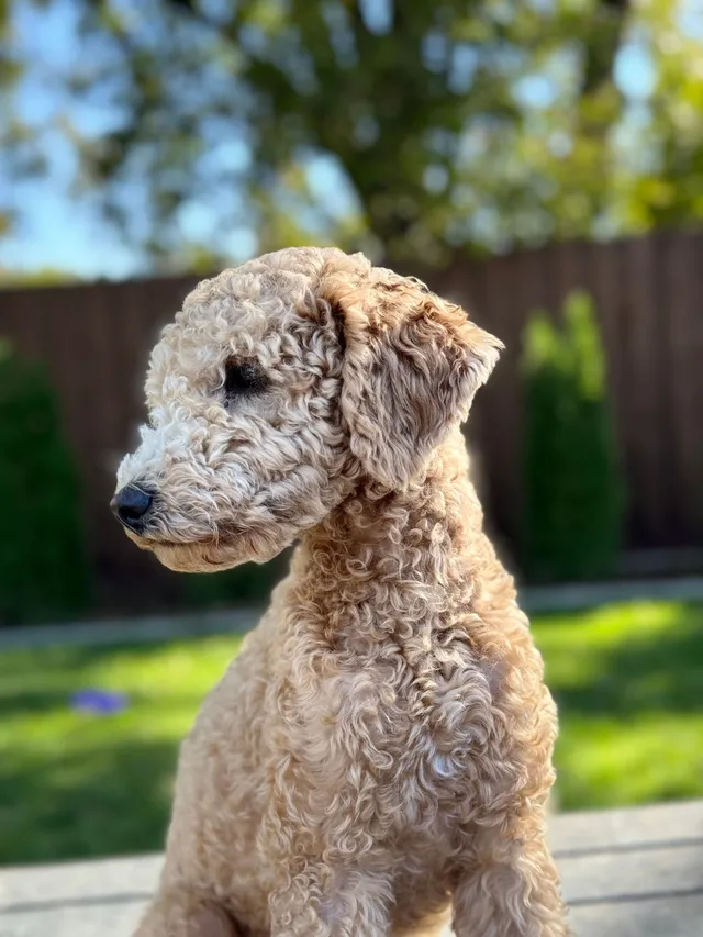 Olli - Old Auburn Road, Citrus Heights