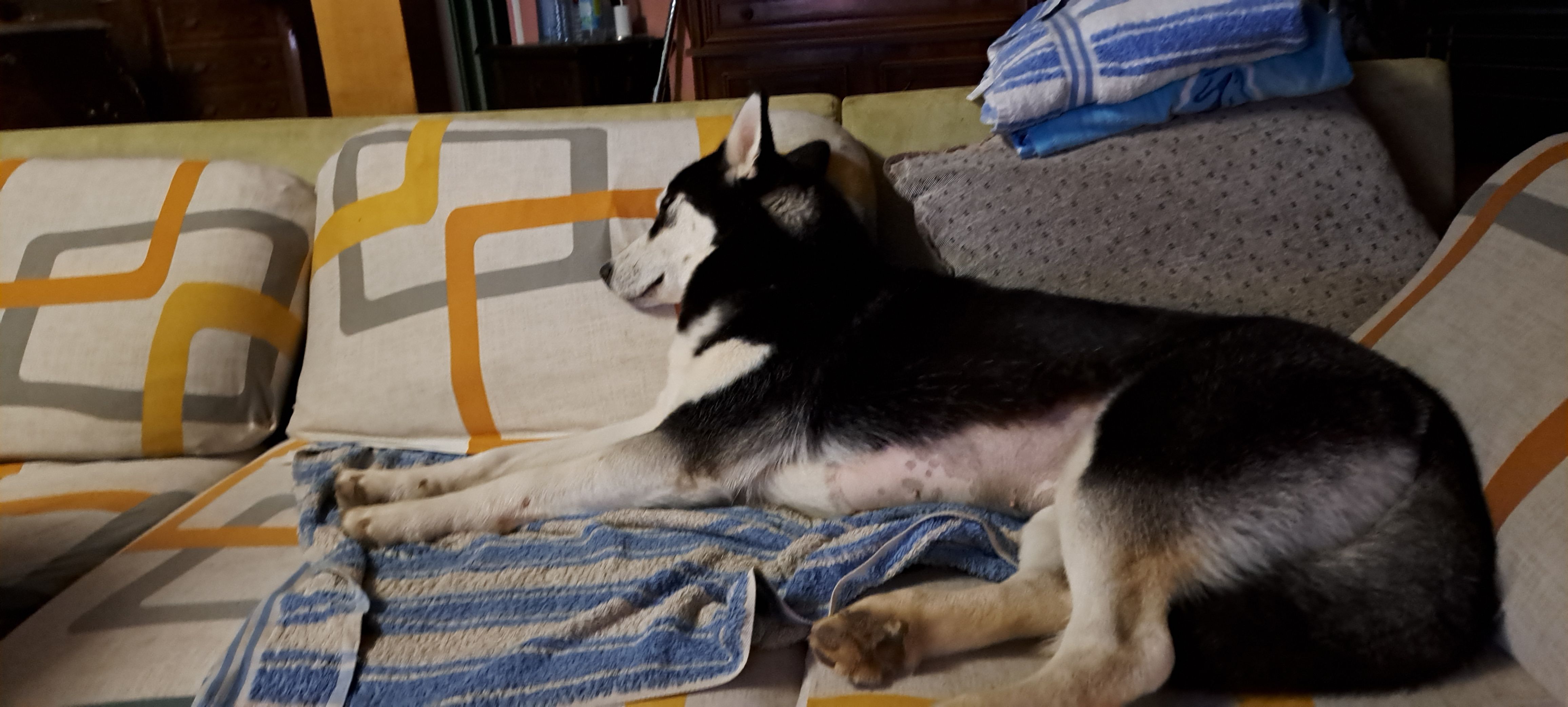 Ukkarryane  et Uhlan  - Rue de Passy, Villuis