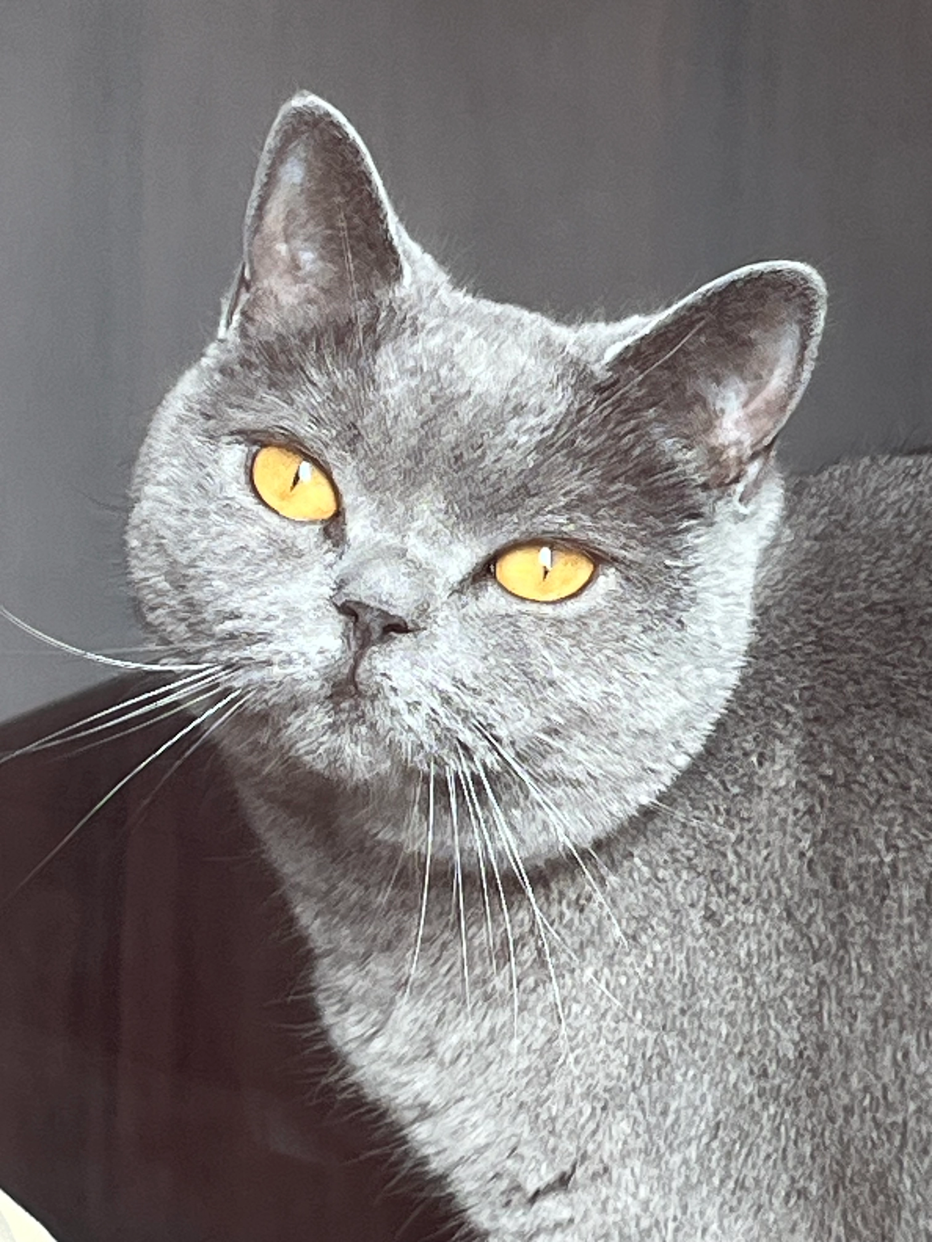 Shelby - 3A Rue Corneille Agrippa, Woippy