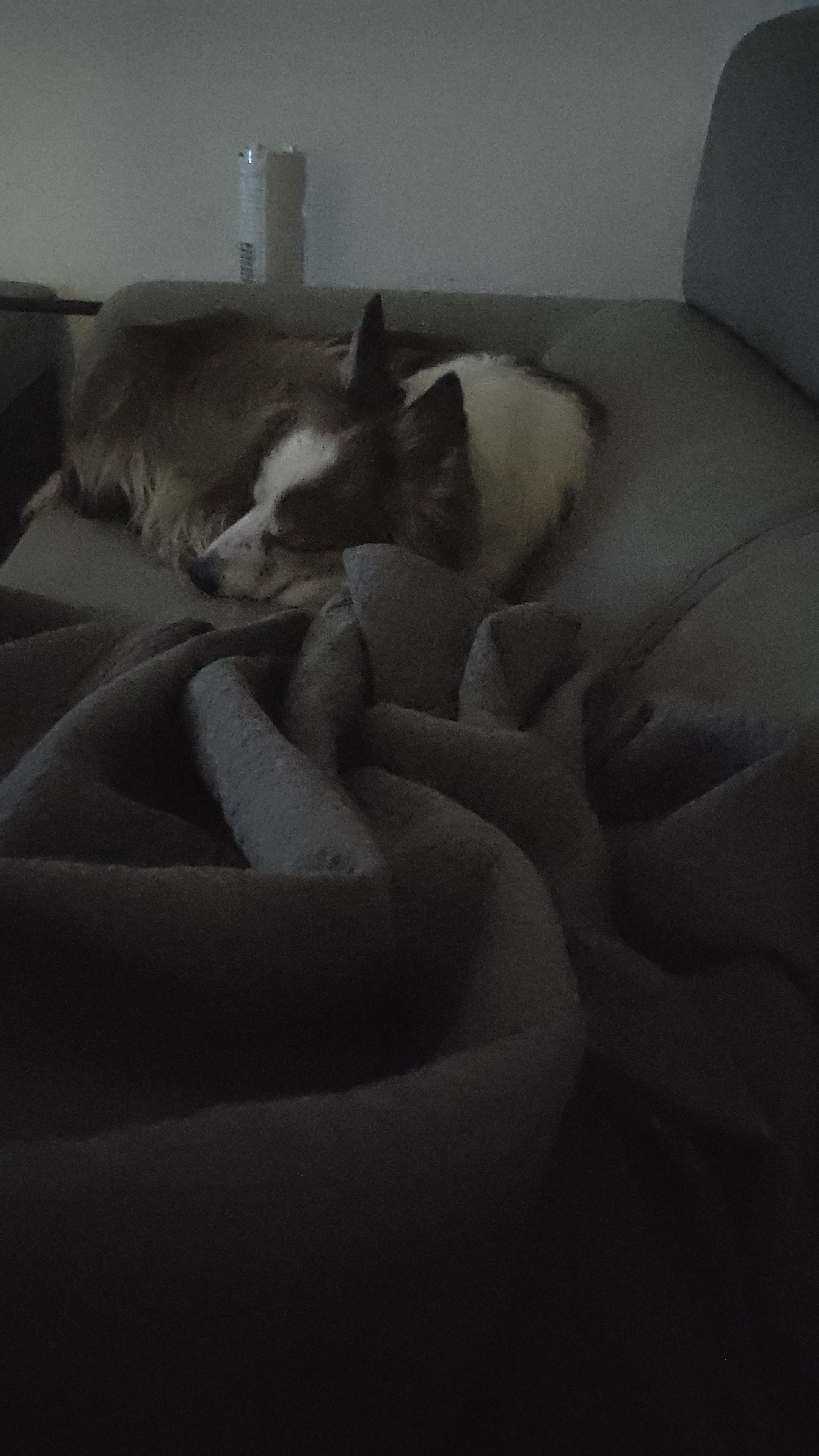 Blackstar - Via Alberto Bortoluzzi, Fontanafredda