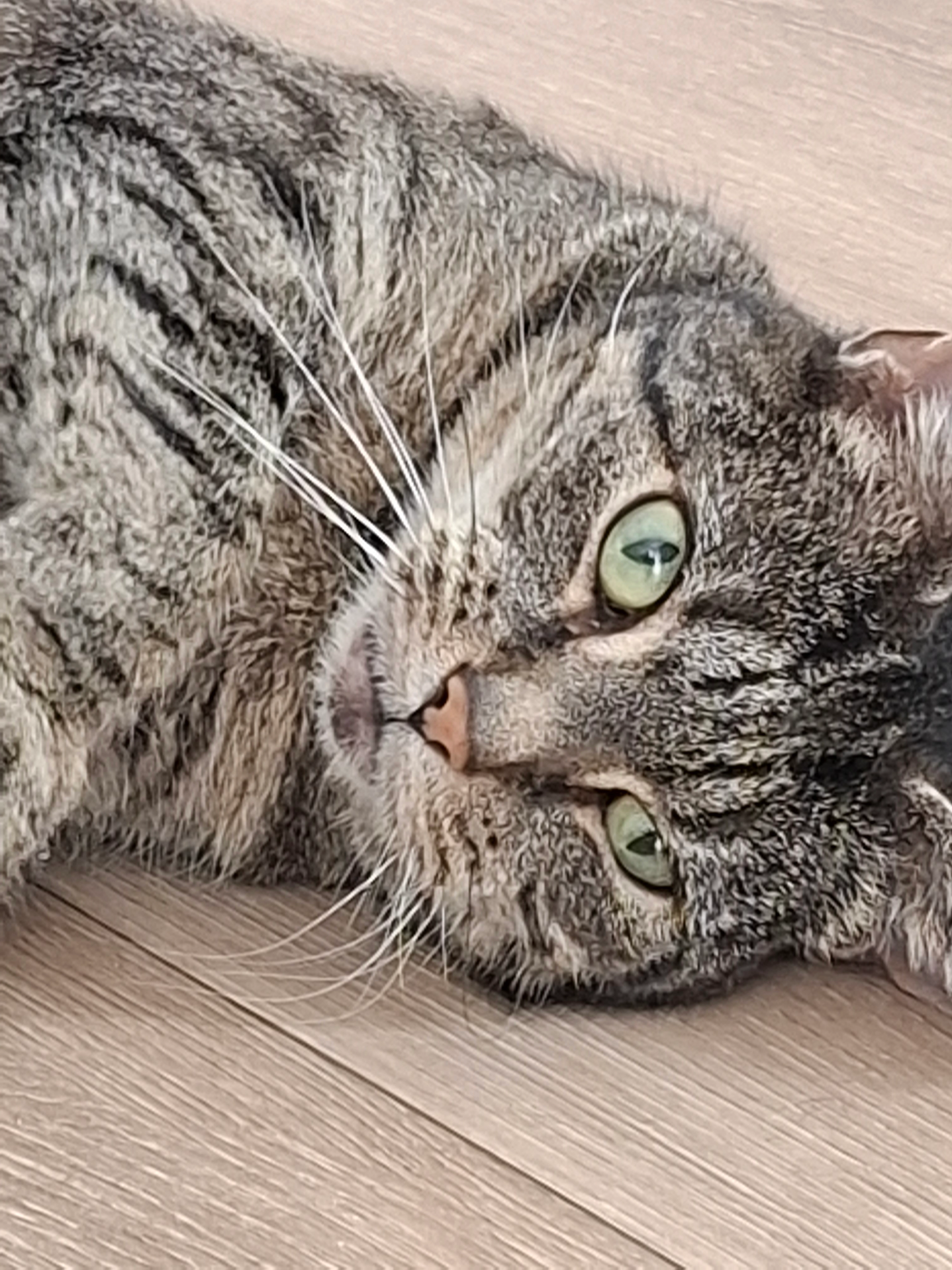 Poeka  - Azaleastraat, Heerenveen