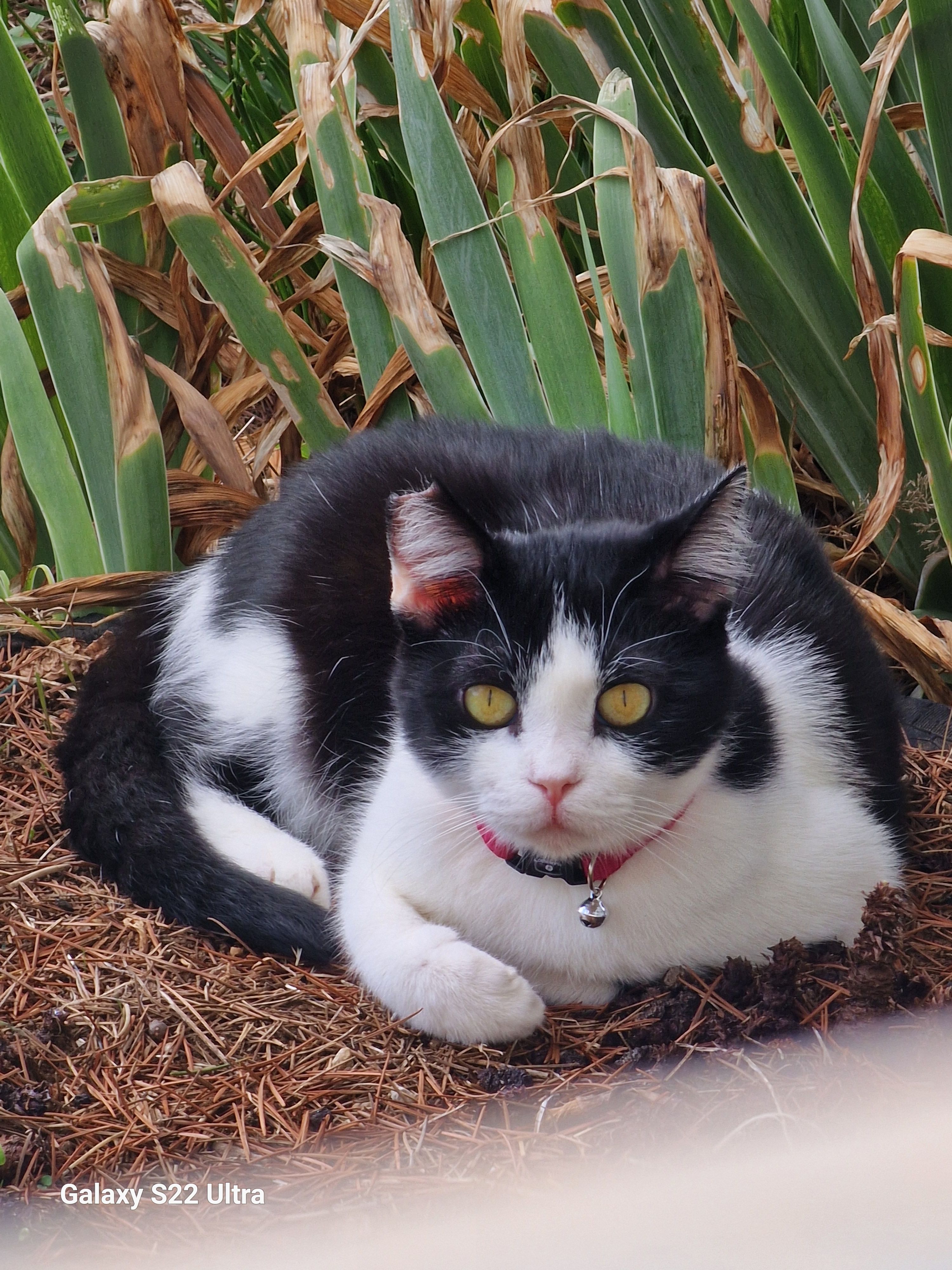 Pixy - Meštrovićeva 8, Rijeka