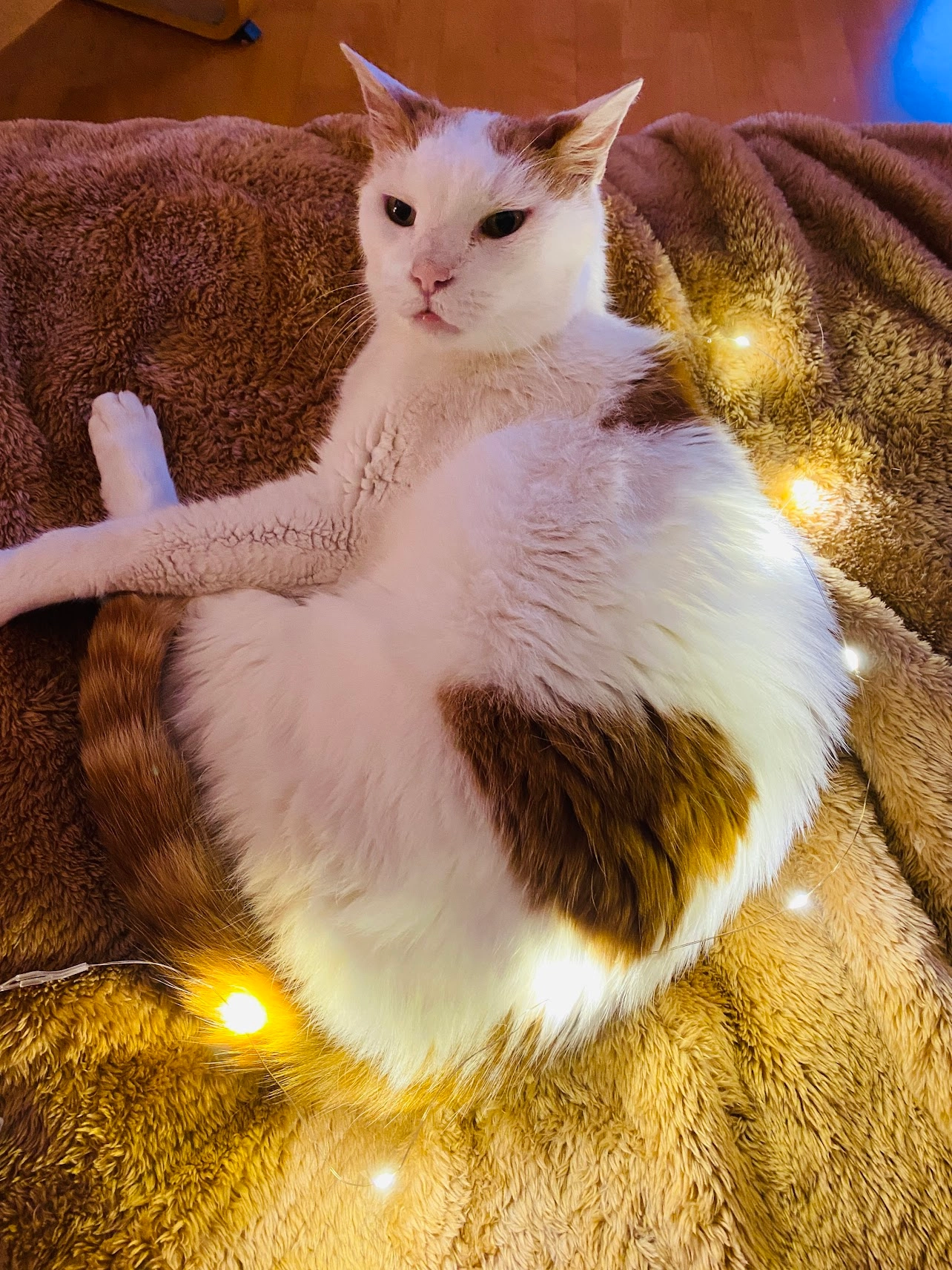 Herkules - Scheffelstraße, Bregenz