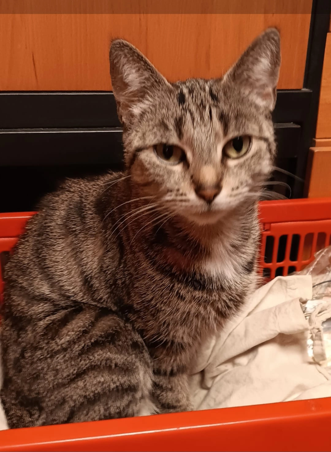 Trinny  - Straßburger Straße 42, Hamburg