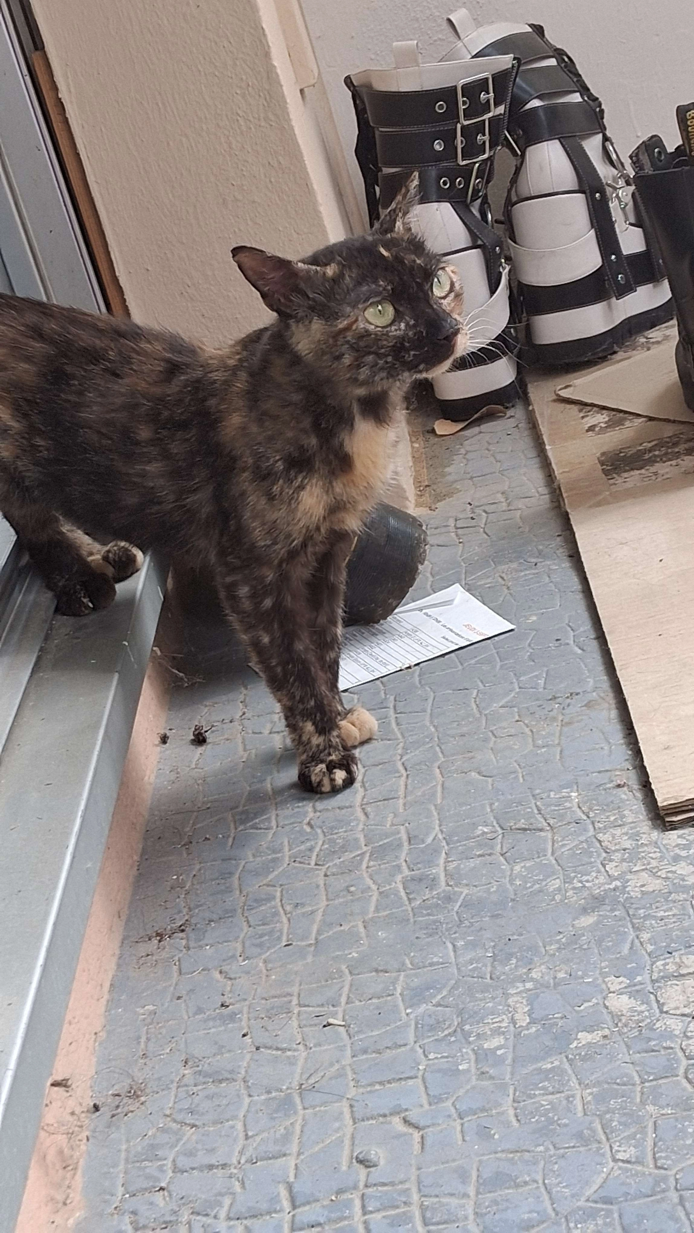 Agathe - Résidence la Guirlande, rue de Font Carrade, Montpellier