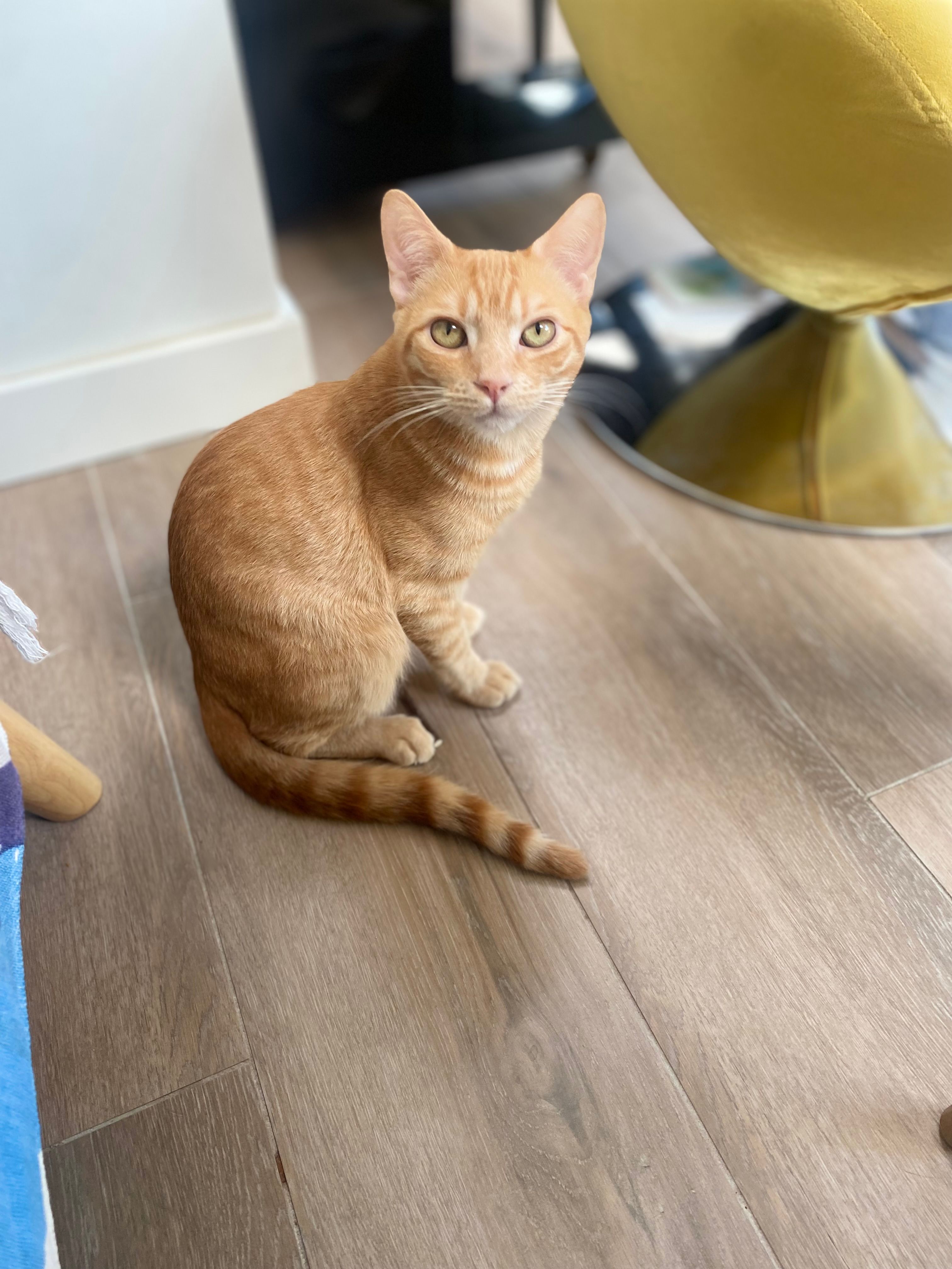 Orangina - Carrer Ulisses, Dénia