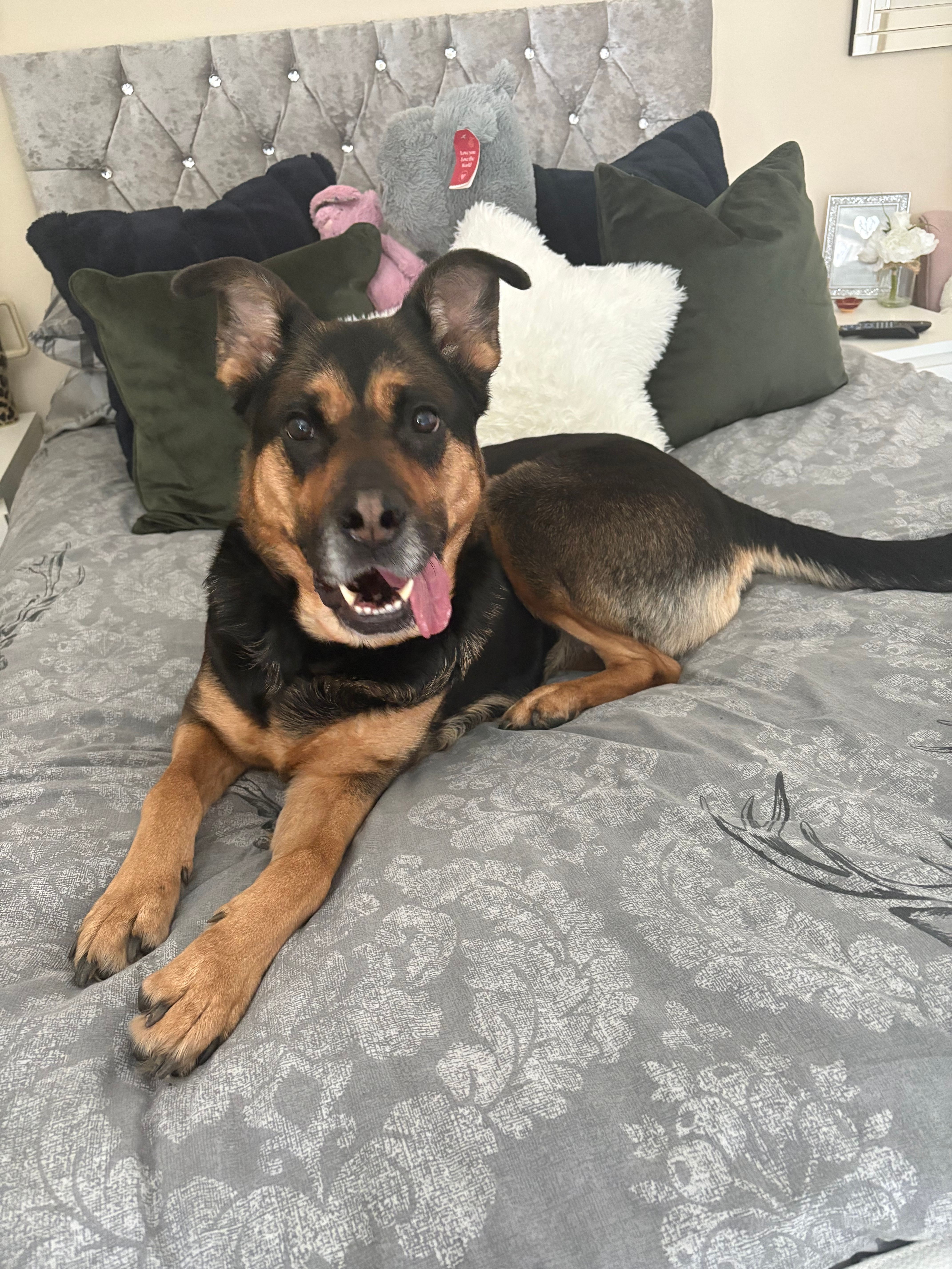 Kali - 86 Blenheim Park, Aldershot