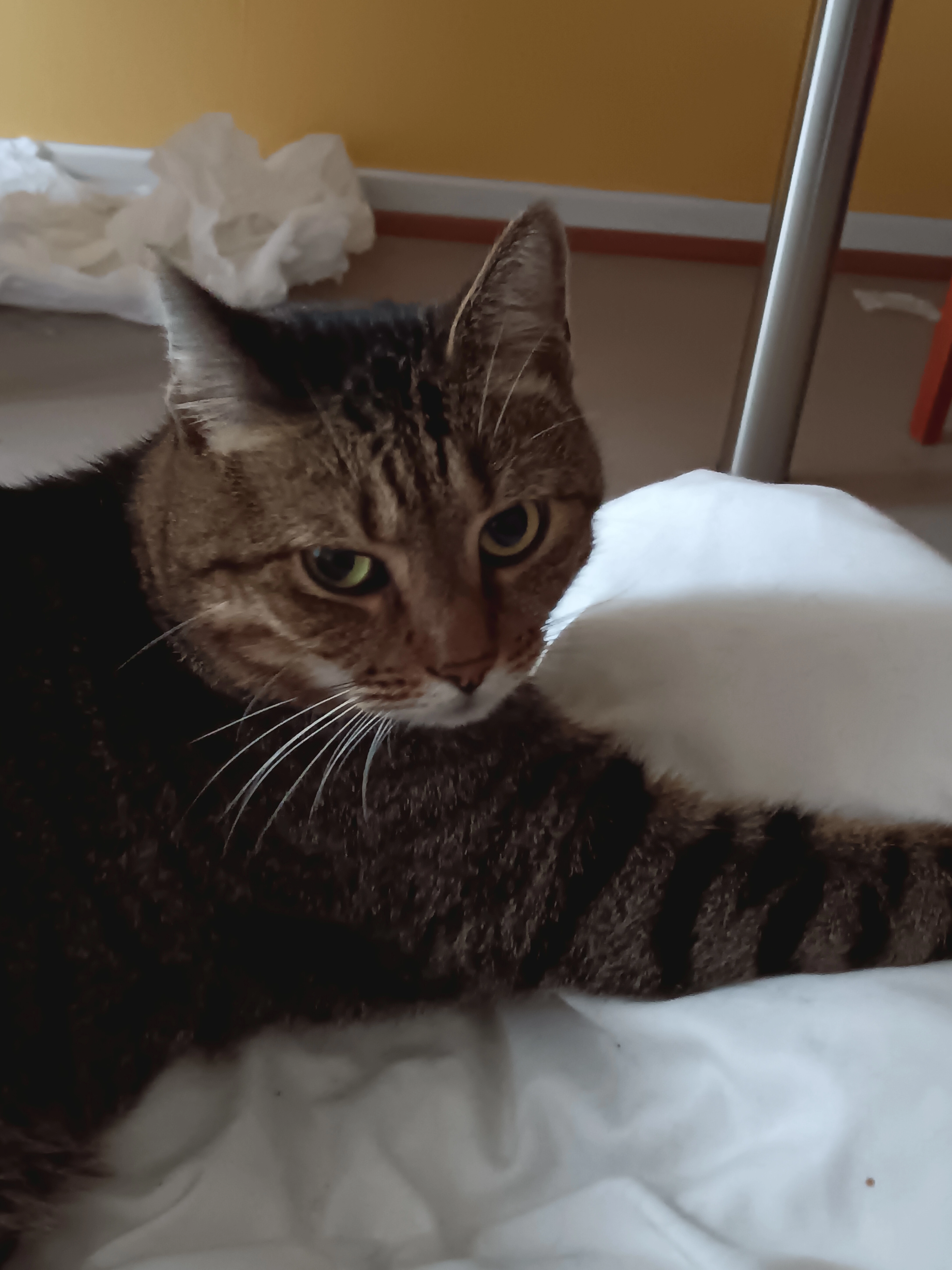 Mushu  - Rue De La Place, Orbey