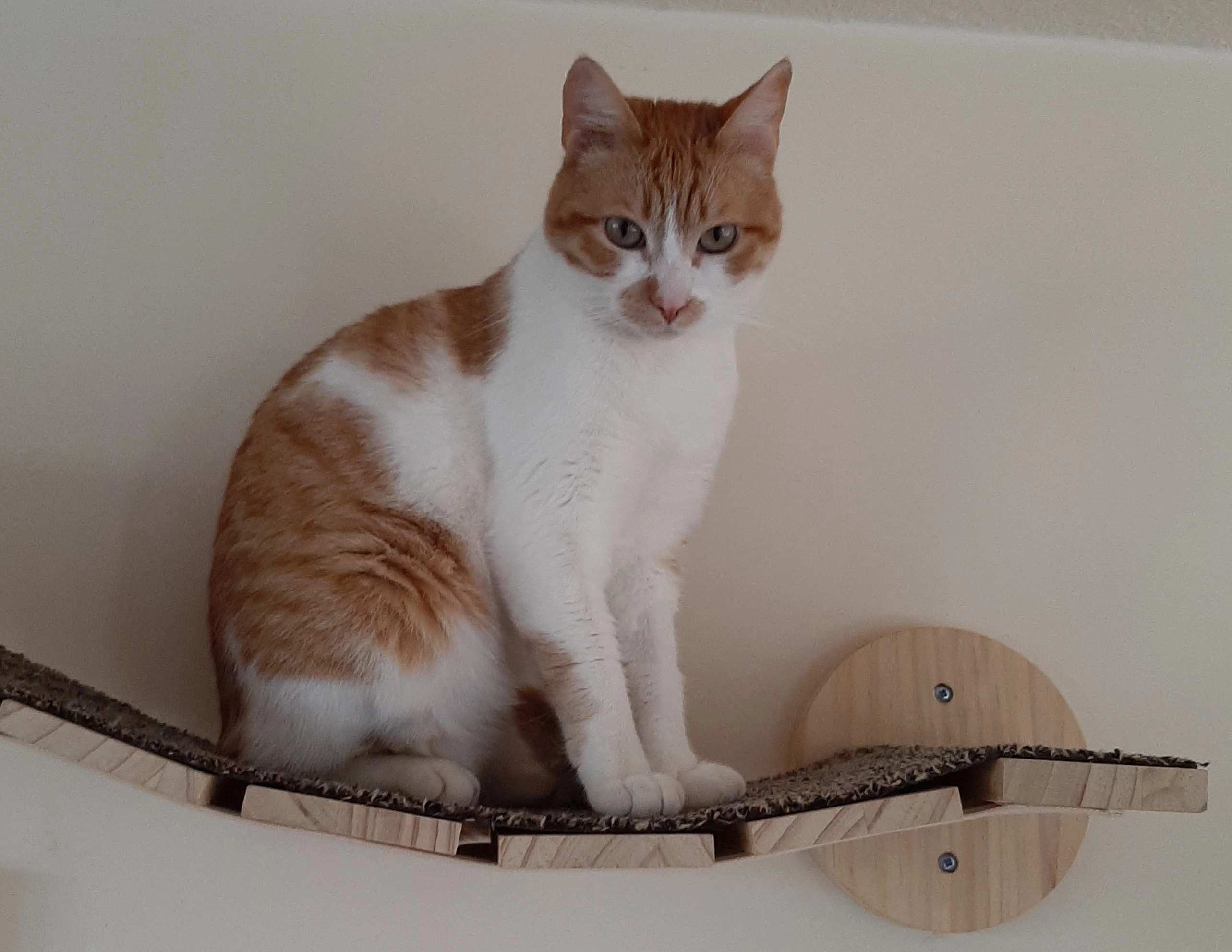 Ollie - Indrelaan, Eindhoven