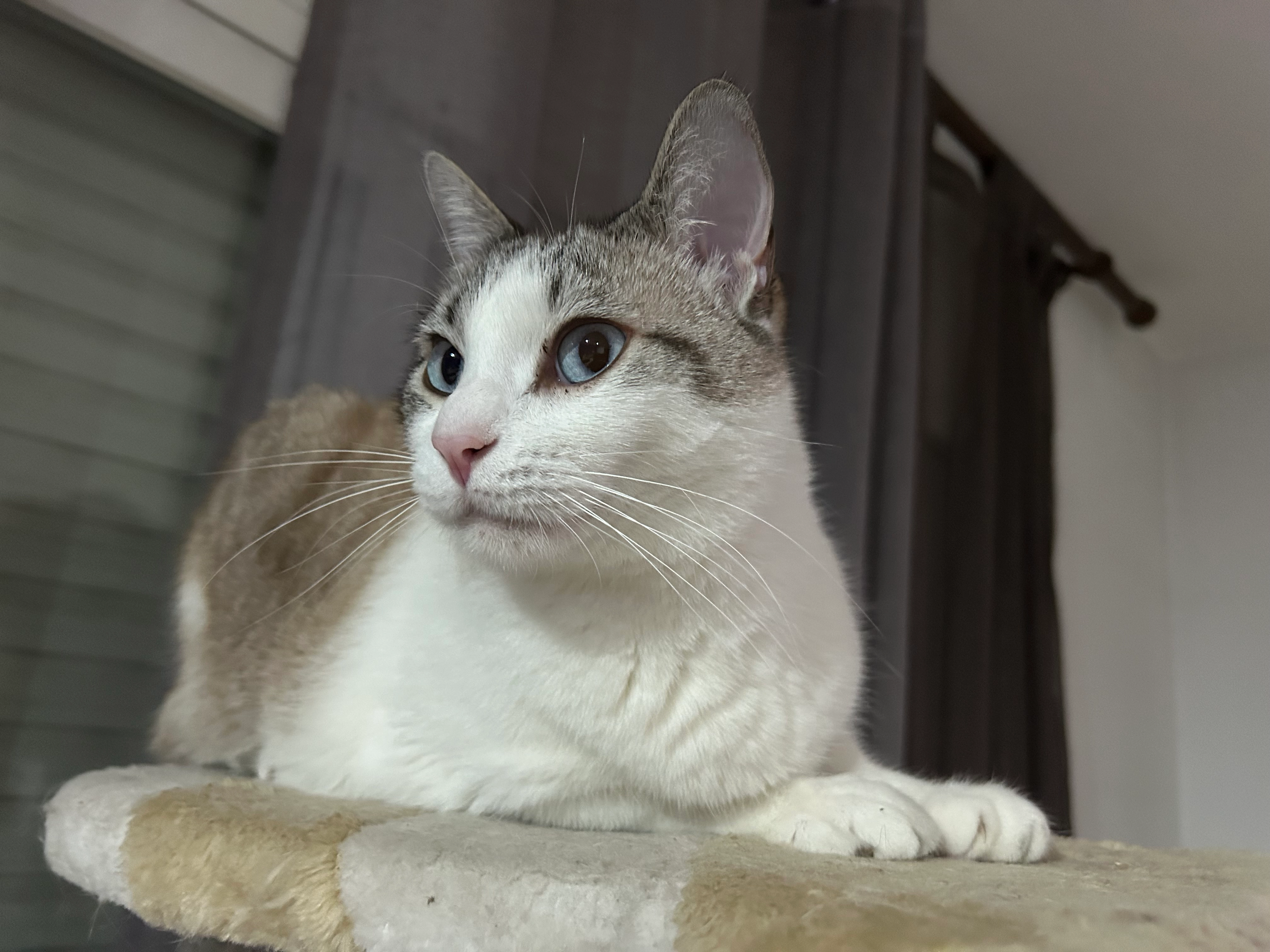 Aslan - Carrer De Rubén Darío, Blanes