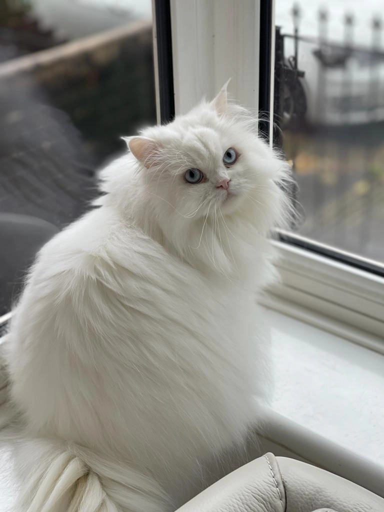 Elsie - Queen's Gate, Hotham Place, Victoria Park, Milbridge, Stoke, Plymouth