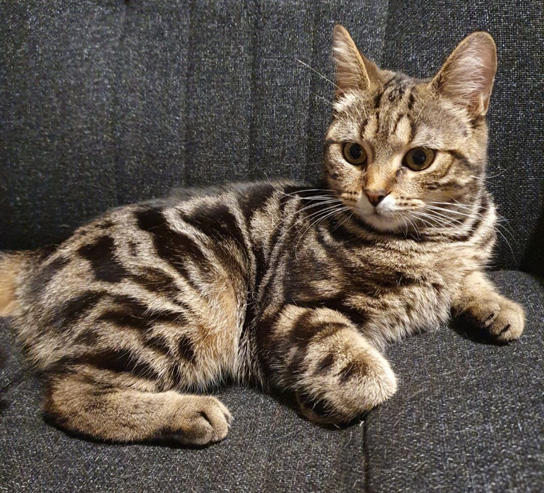 Melissa - Gillett Road, Banbury