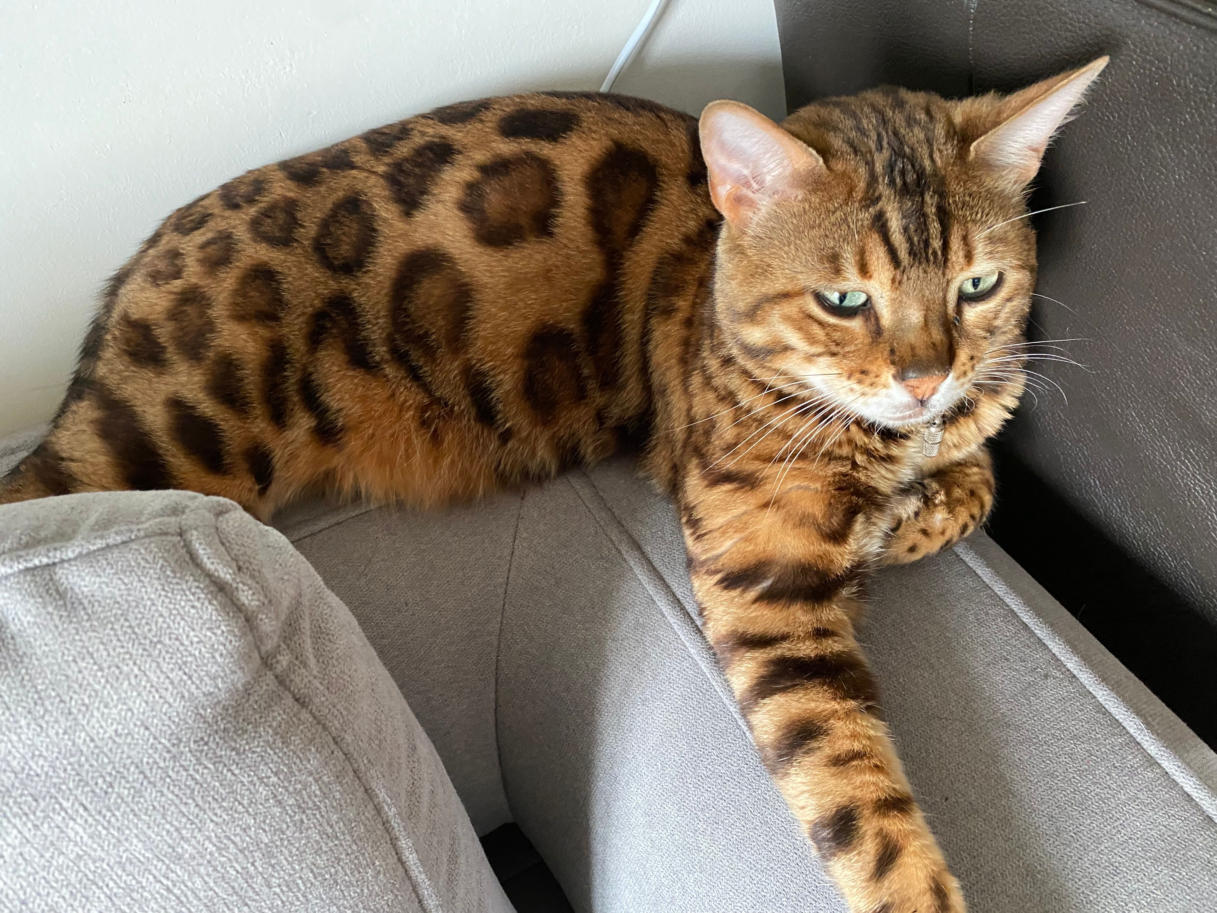 Anubis - Luftenbergstraße, Sankt Georgen an der Gusen