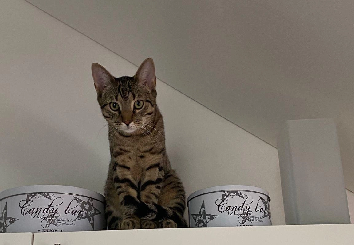 Chico  - Rheinbergstraße, Karlsruhe