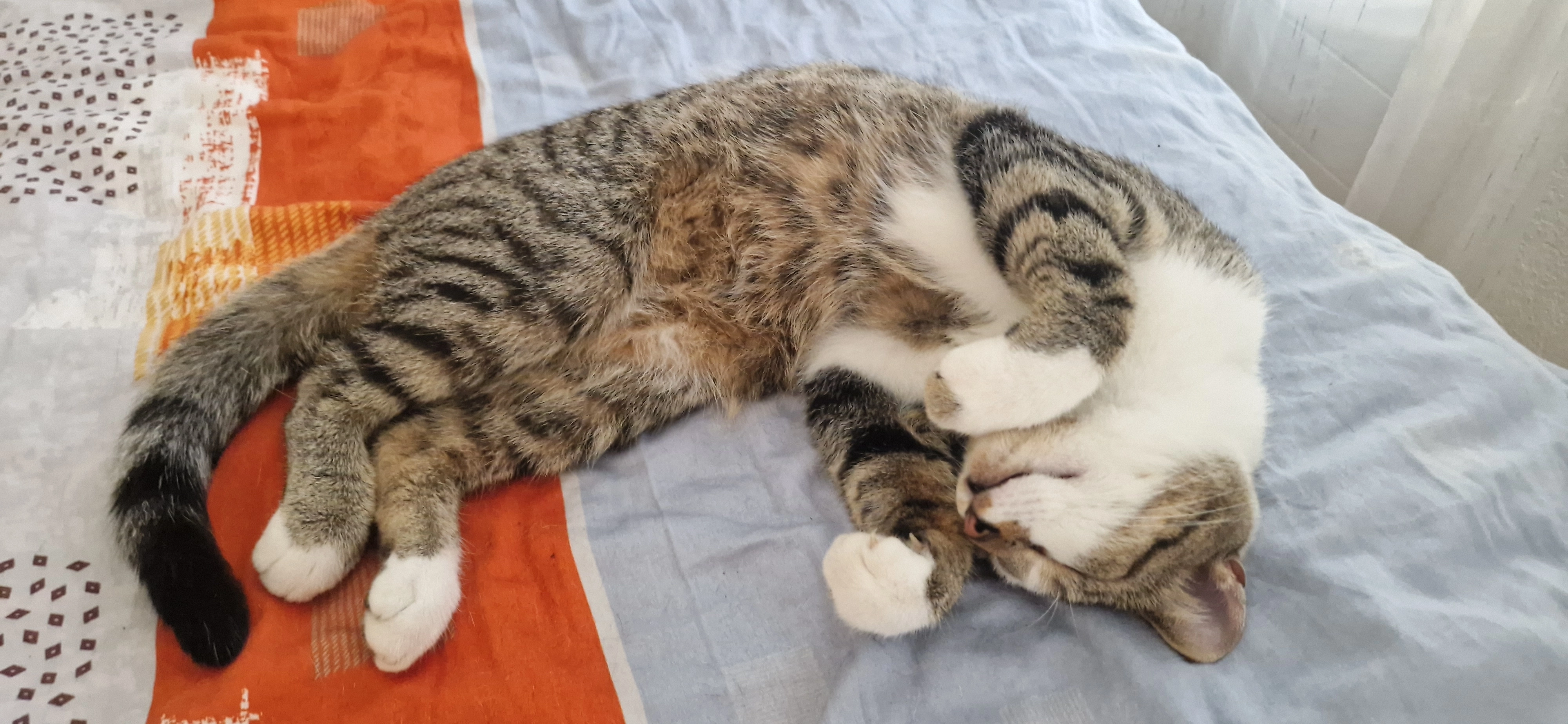 Thia - Seftigenstrasse, Belp