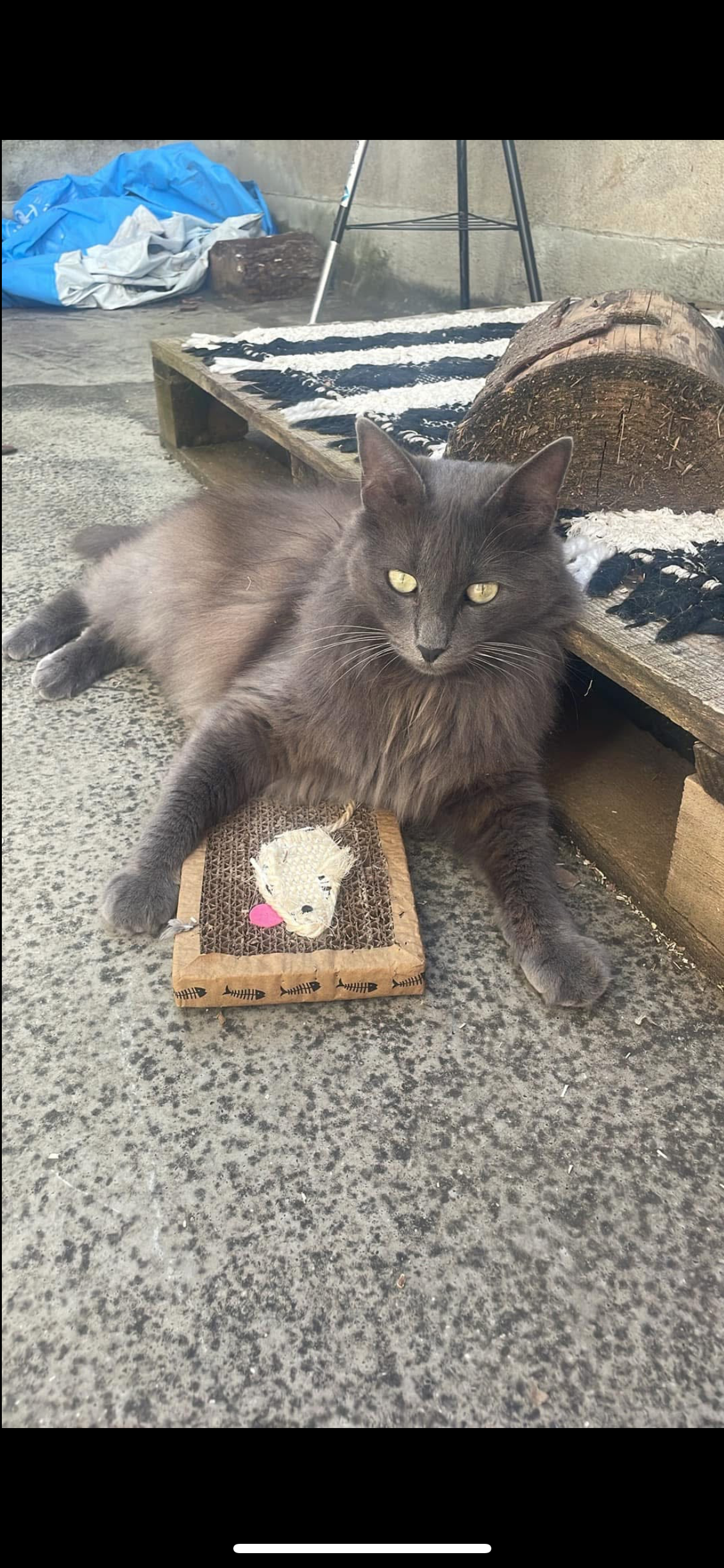 Lune - Avenue Du Président Franklin Roosevelt, Carcassonne