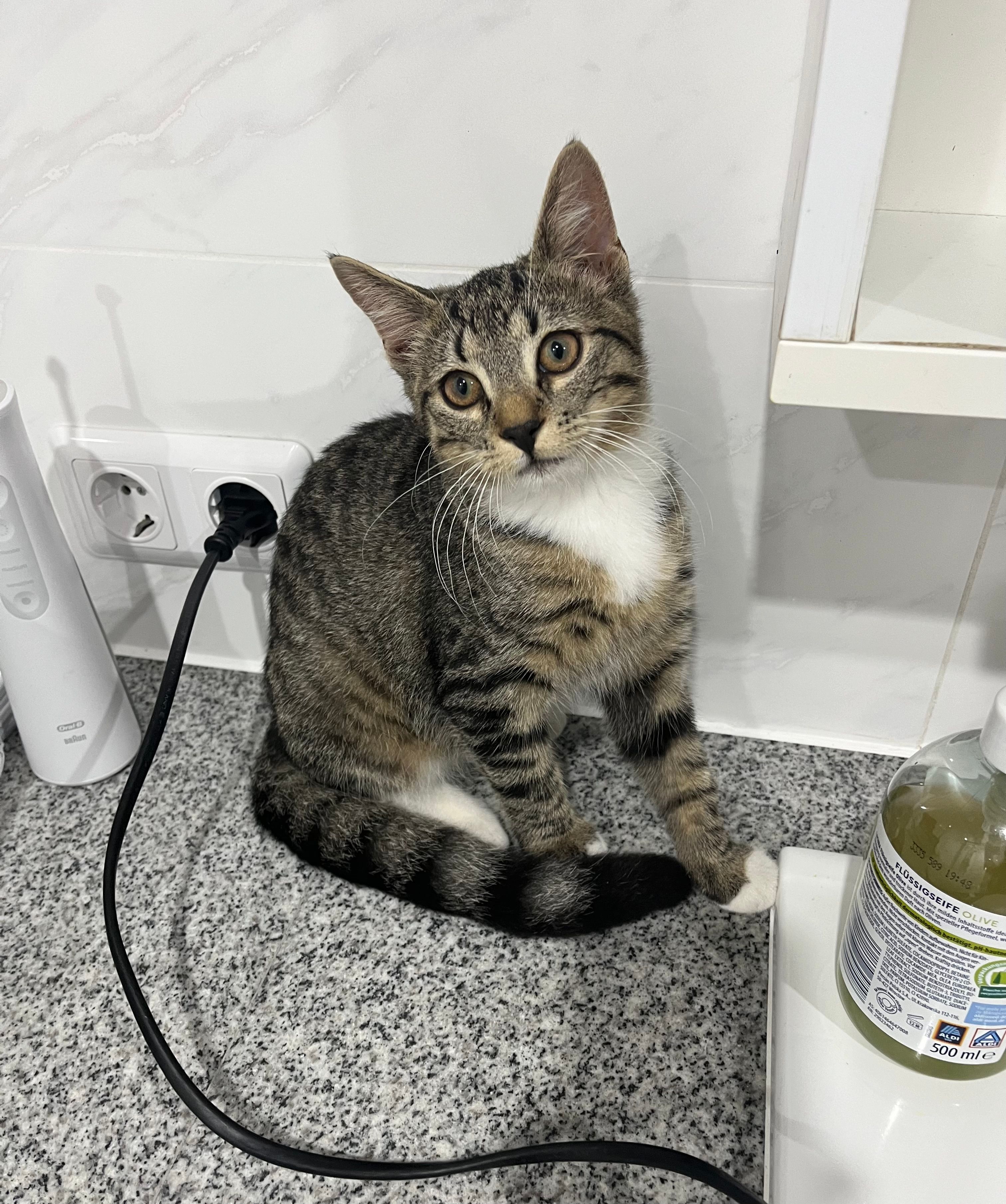 Missing Cat - Am Stadtrand, Waren