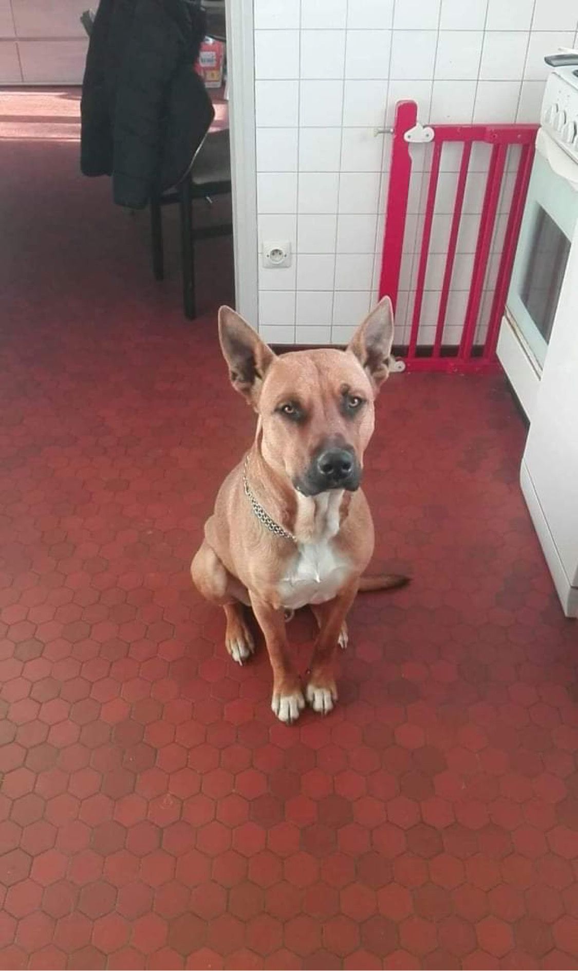 Guizmo - 167 Route de Bois de Céné, Challans