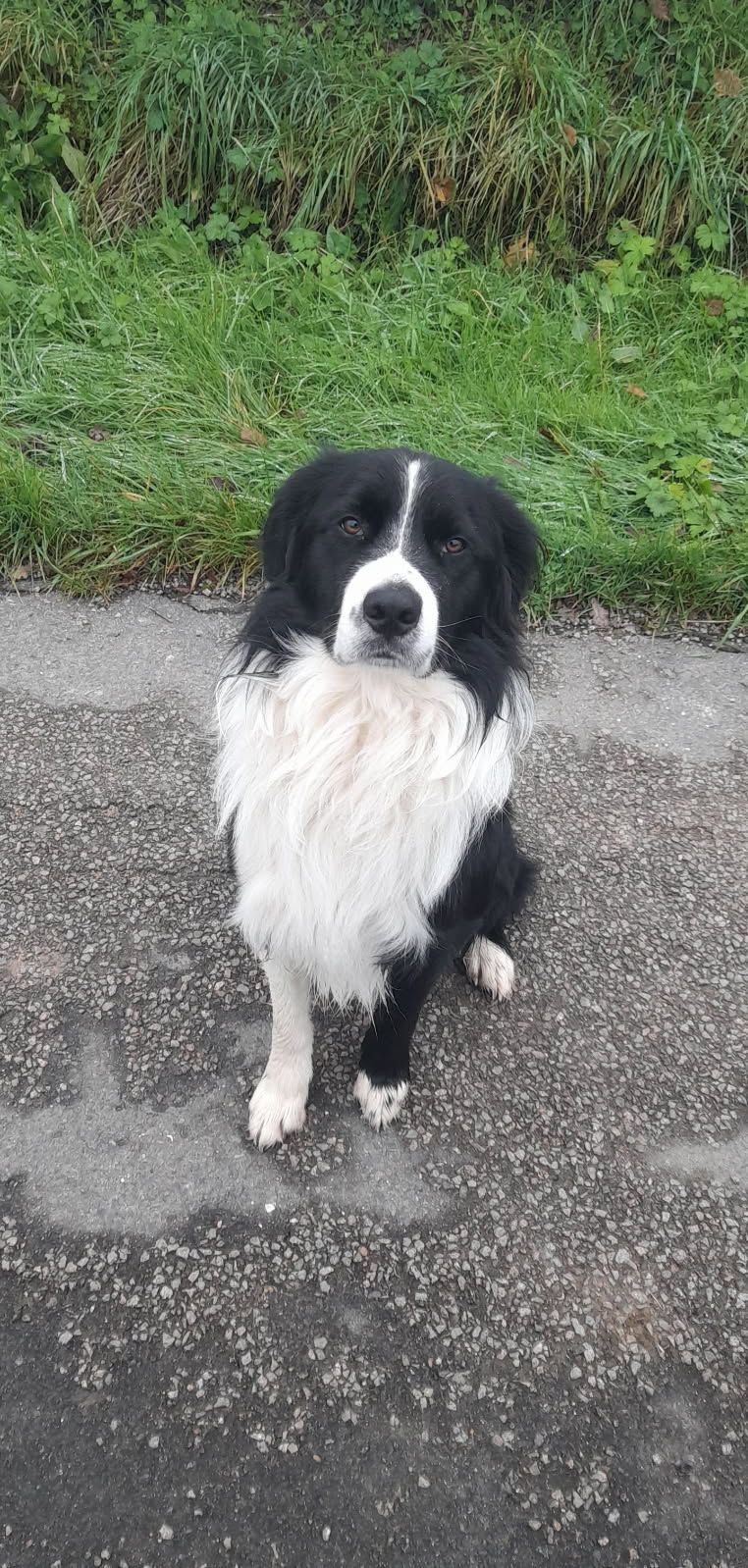 Charlie  - Route De La Petite Faye, Marly-sur-Arroux