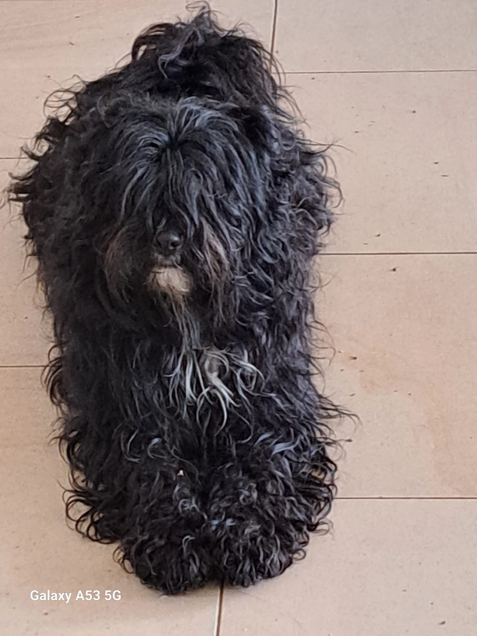 Missing Cat - Rue Doyard 7C, Wanze