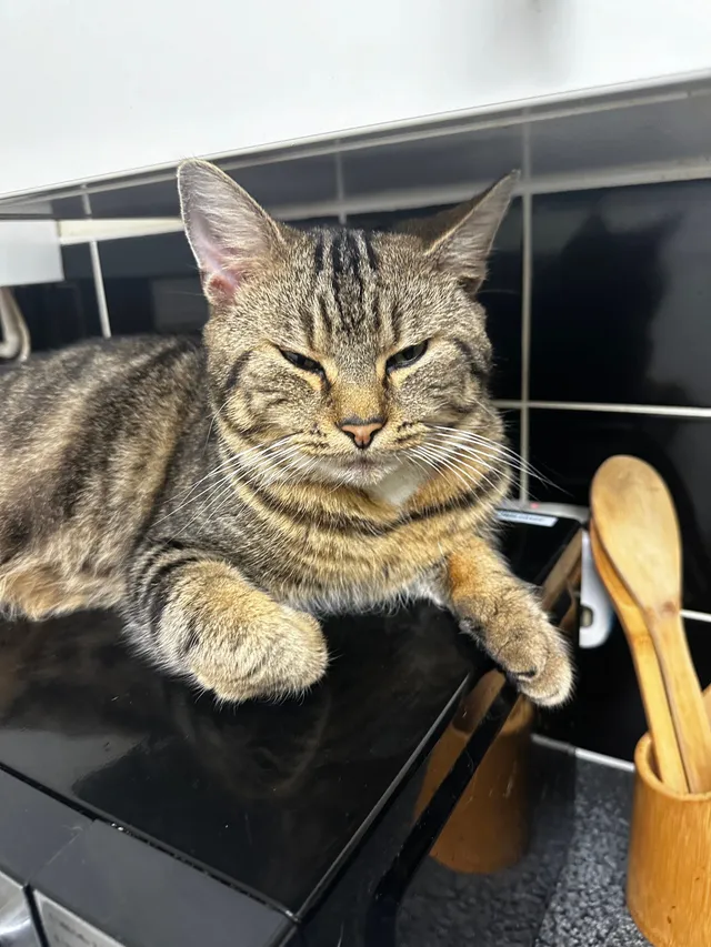 Milo - Heather Close, Hampton