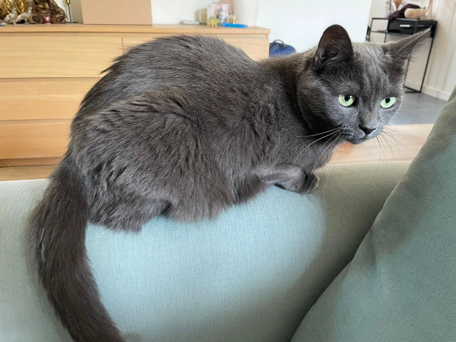 Bill - Pallieterlaan, Brecht